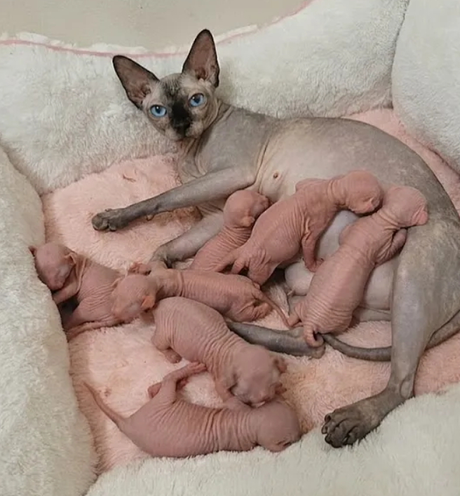Beautiful Home-Raised Sphynx Kittens Available image 1