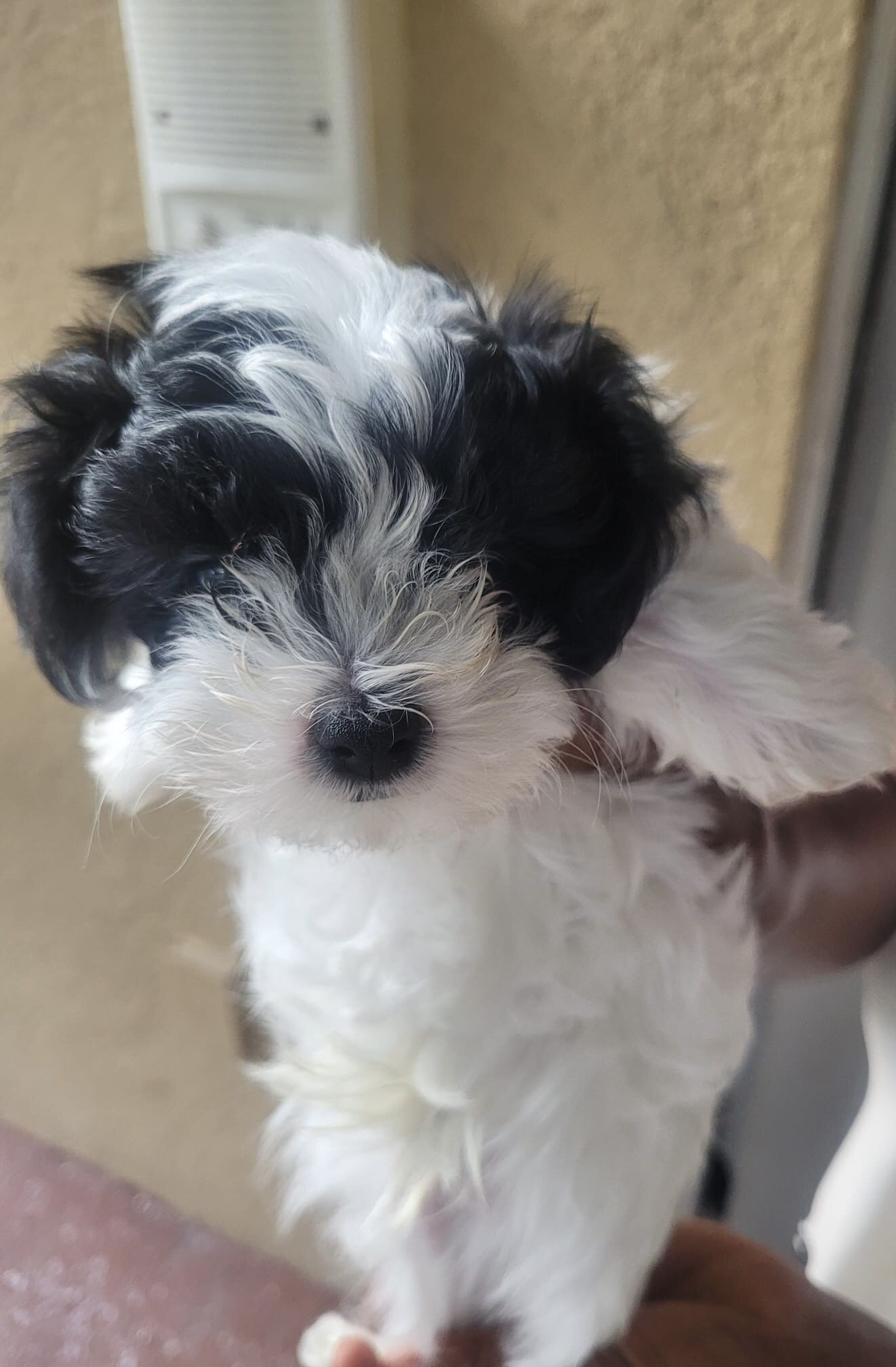 full exotic Yorkie puppies for sale image 3