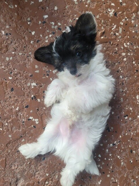 full exotic Yorkie puppies for sale image 2
