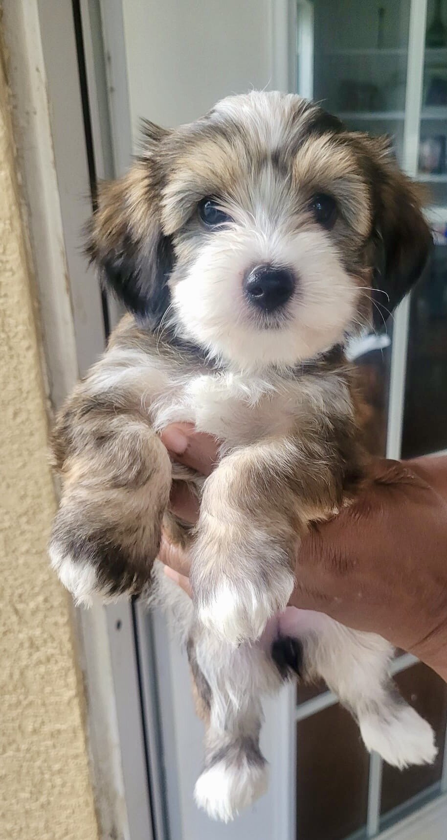 full exotic Yorkie puppies for sale image 1
