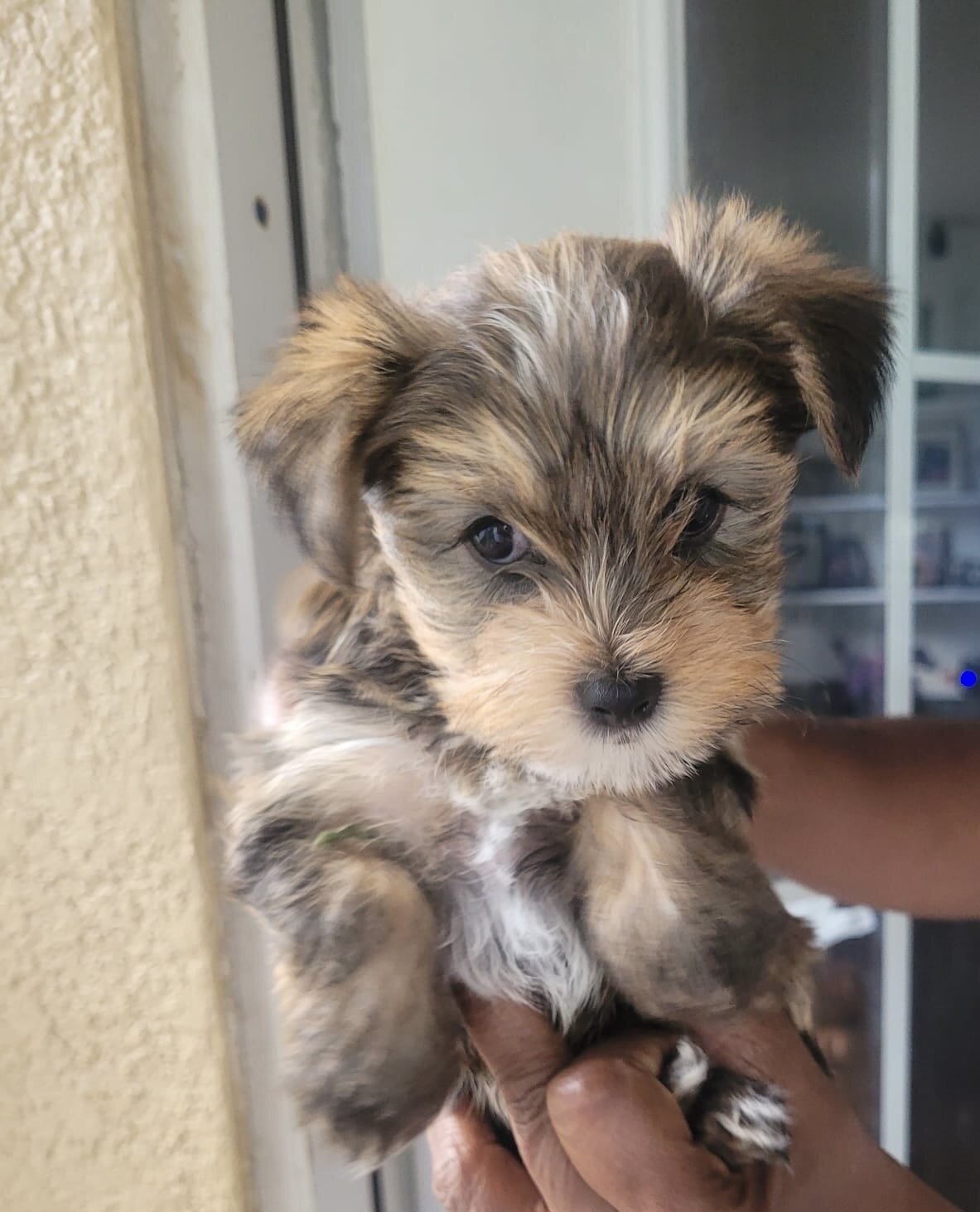 full exotic Yorkie puppies for sale image 4