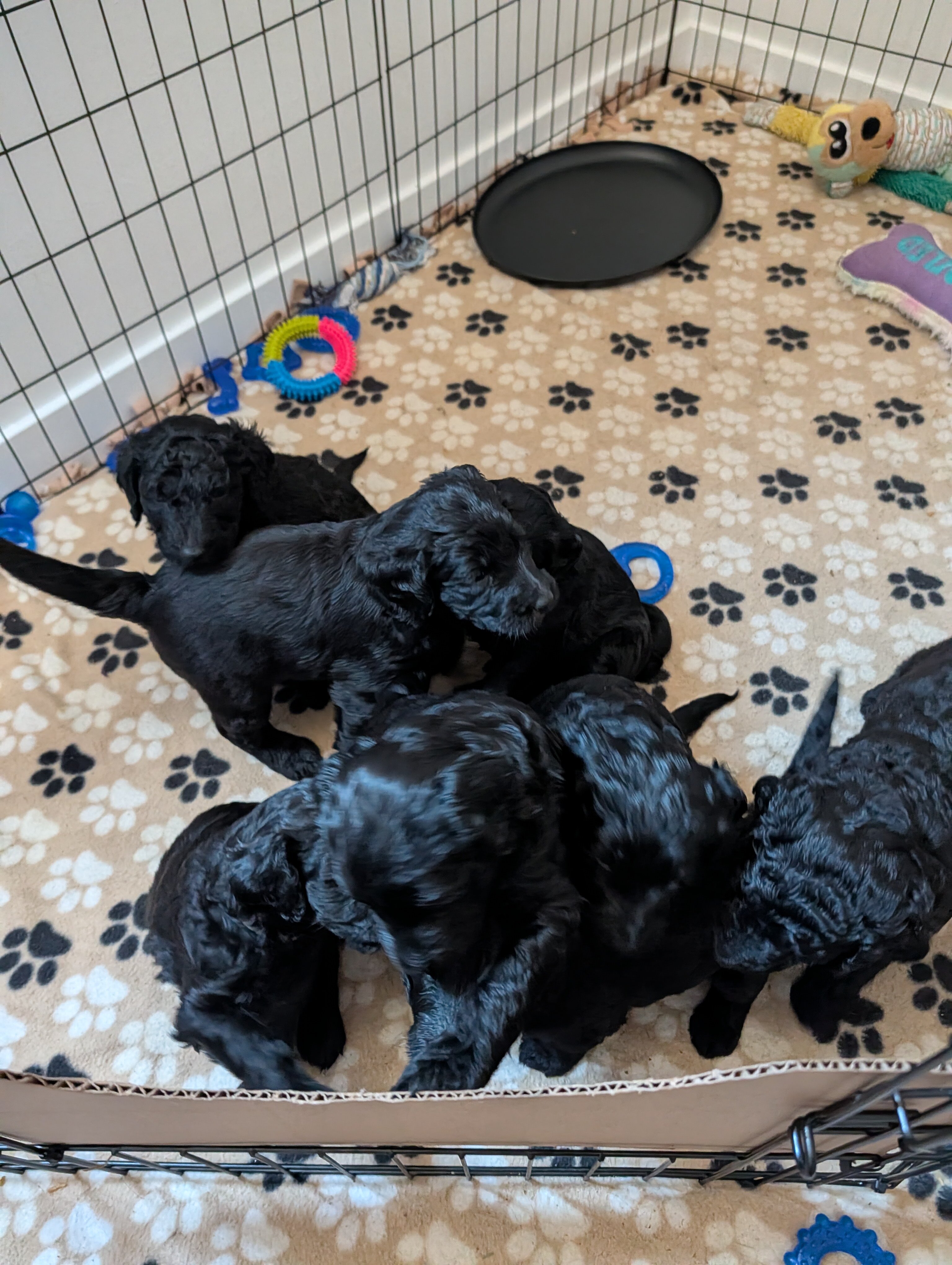 Double Doodle Puppies - Only 4 left! image 8