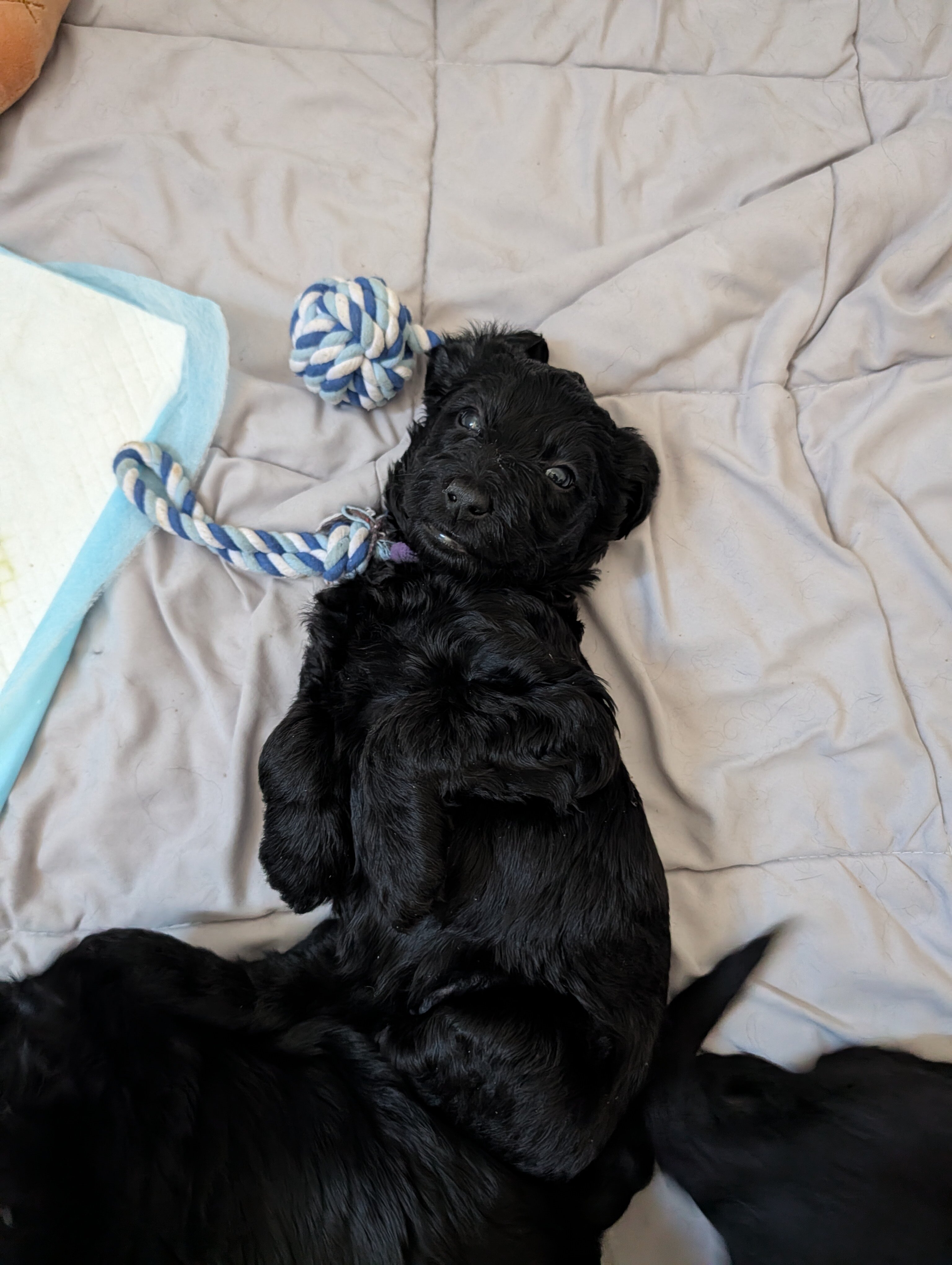 Double Doodle Puppies - Only 4 left! image 1