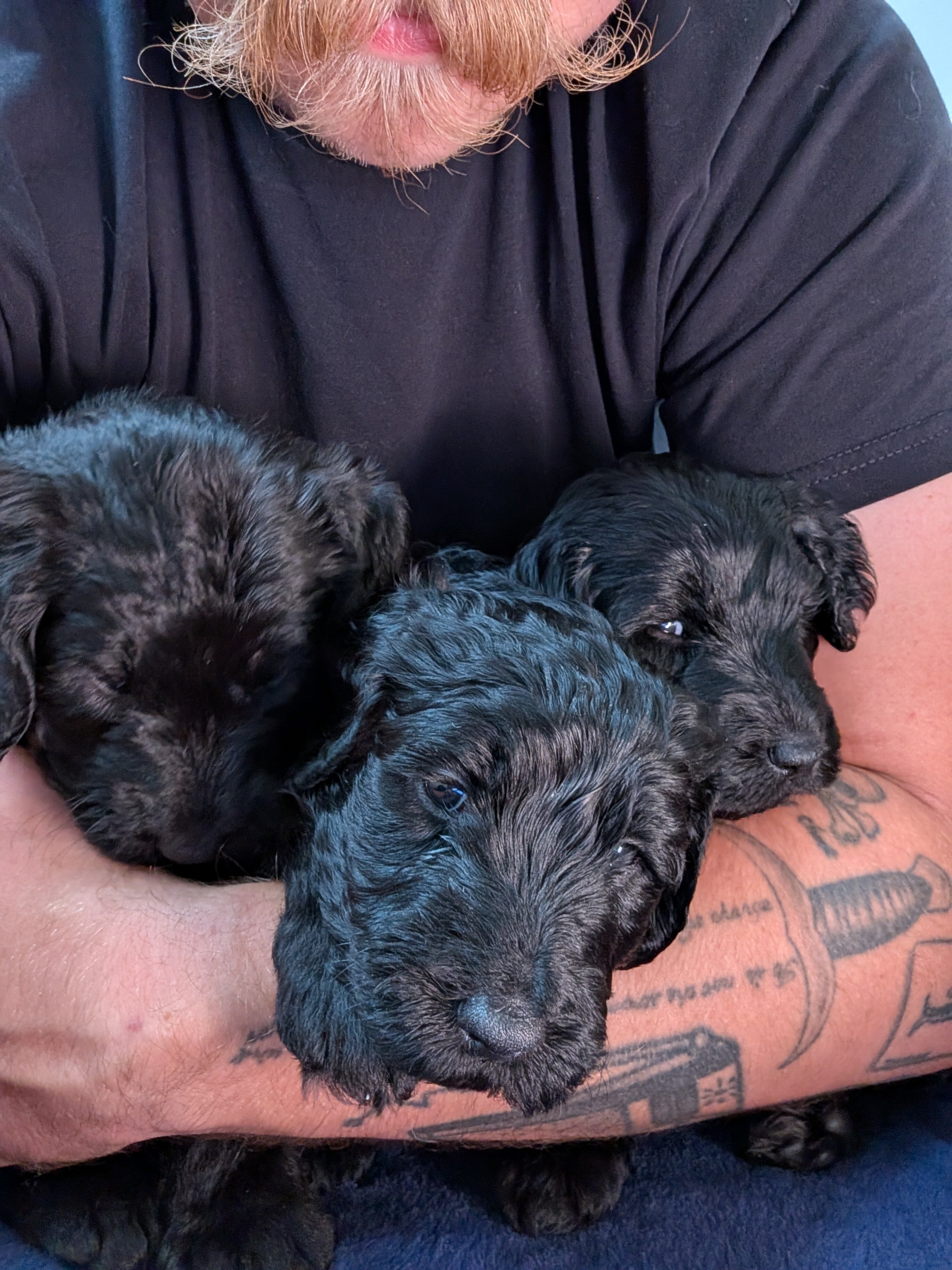 Double Doodle Puppies - Only 4 left! image 7
