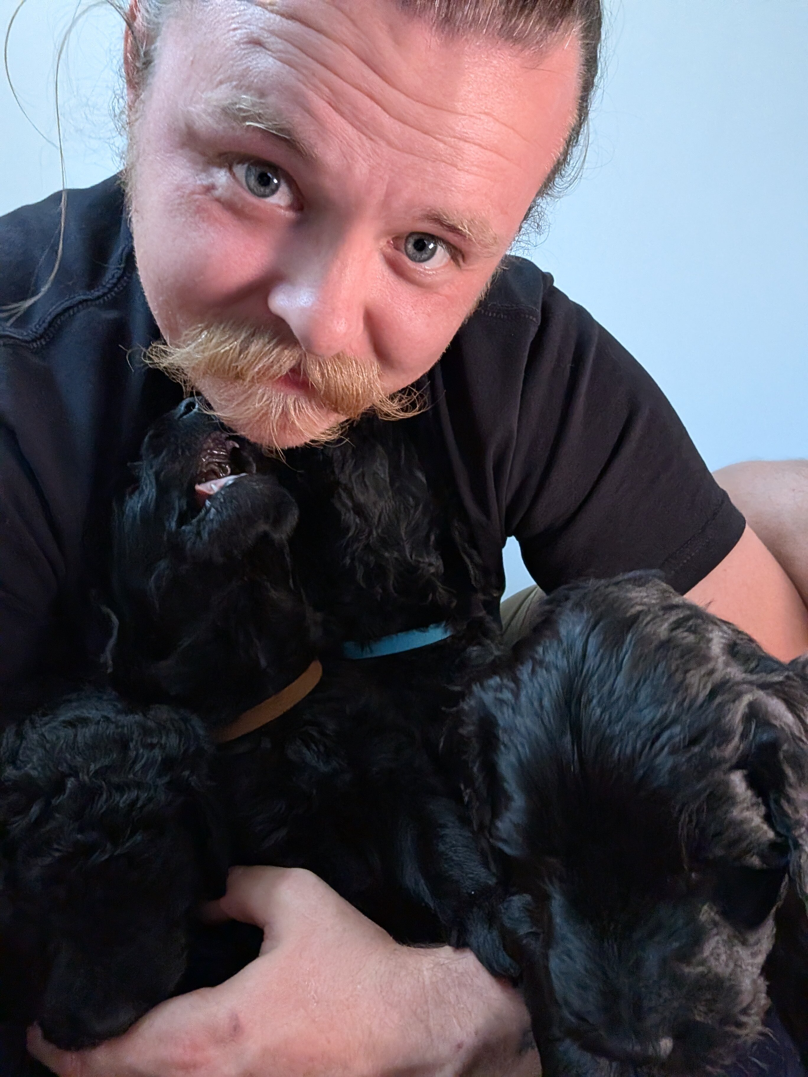 Double Doodle Puppies - Only 4 left! image 6