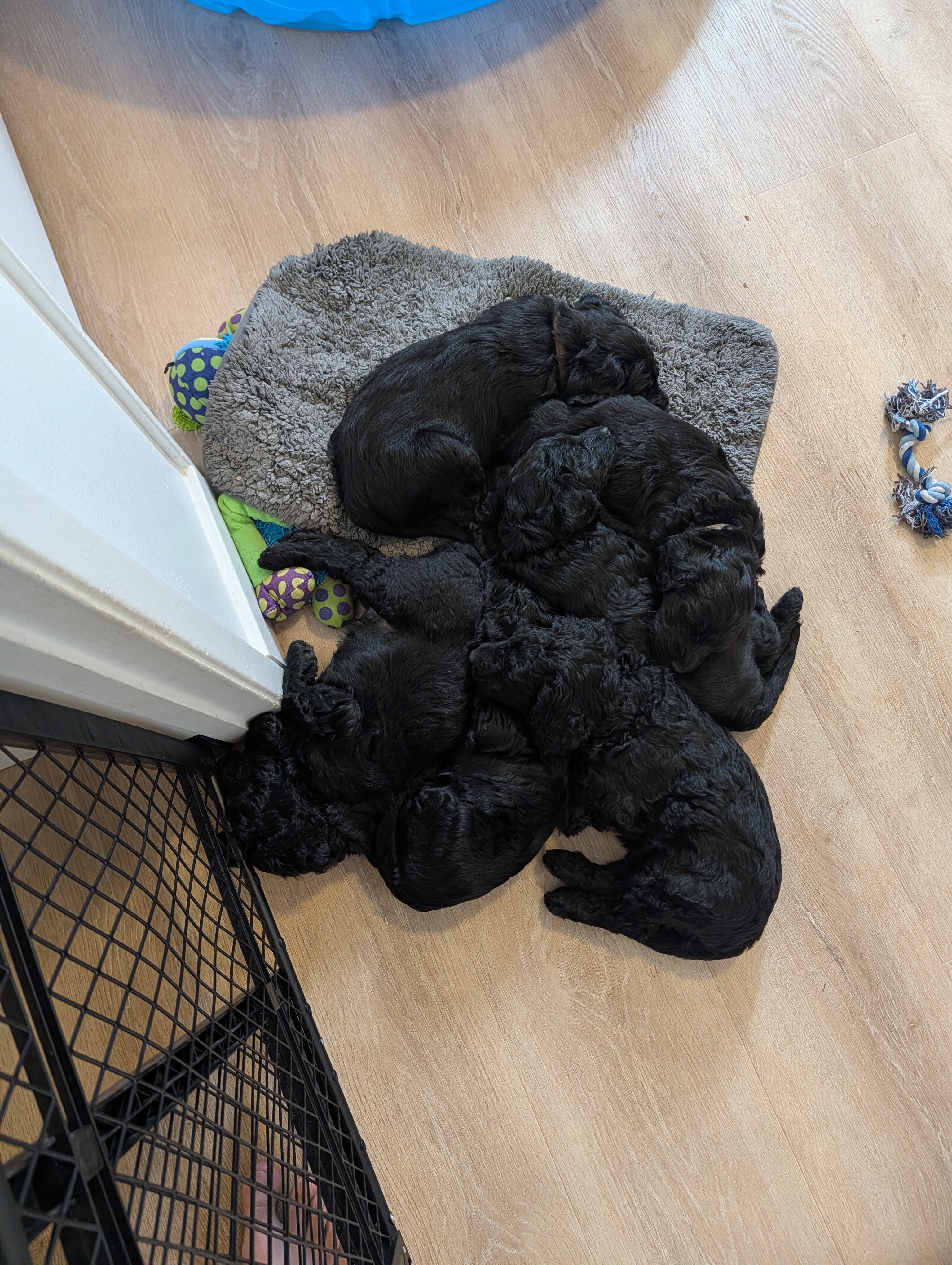 Double Doodle Puppies - Only 4 left! image 5