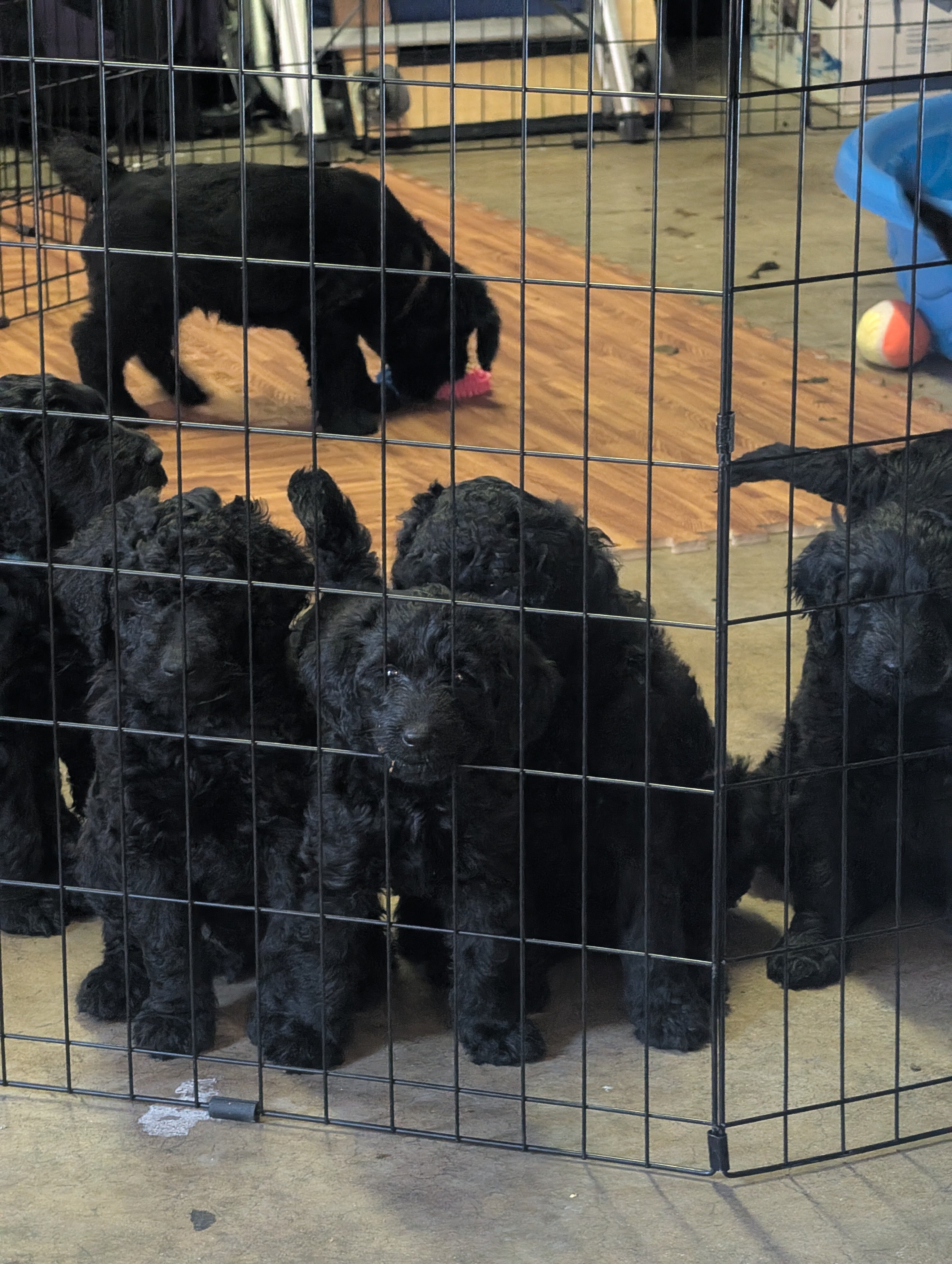 Double Doodle Puppies - Only 4 left! image 3