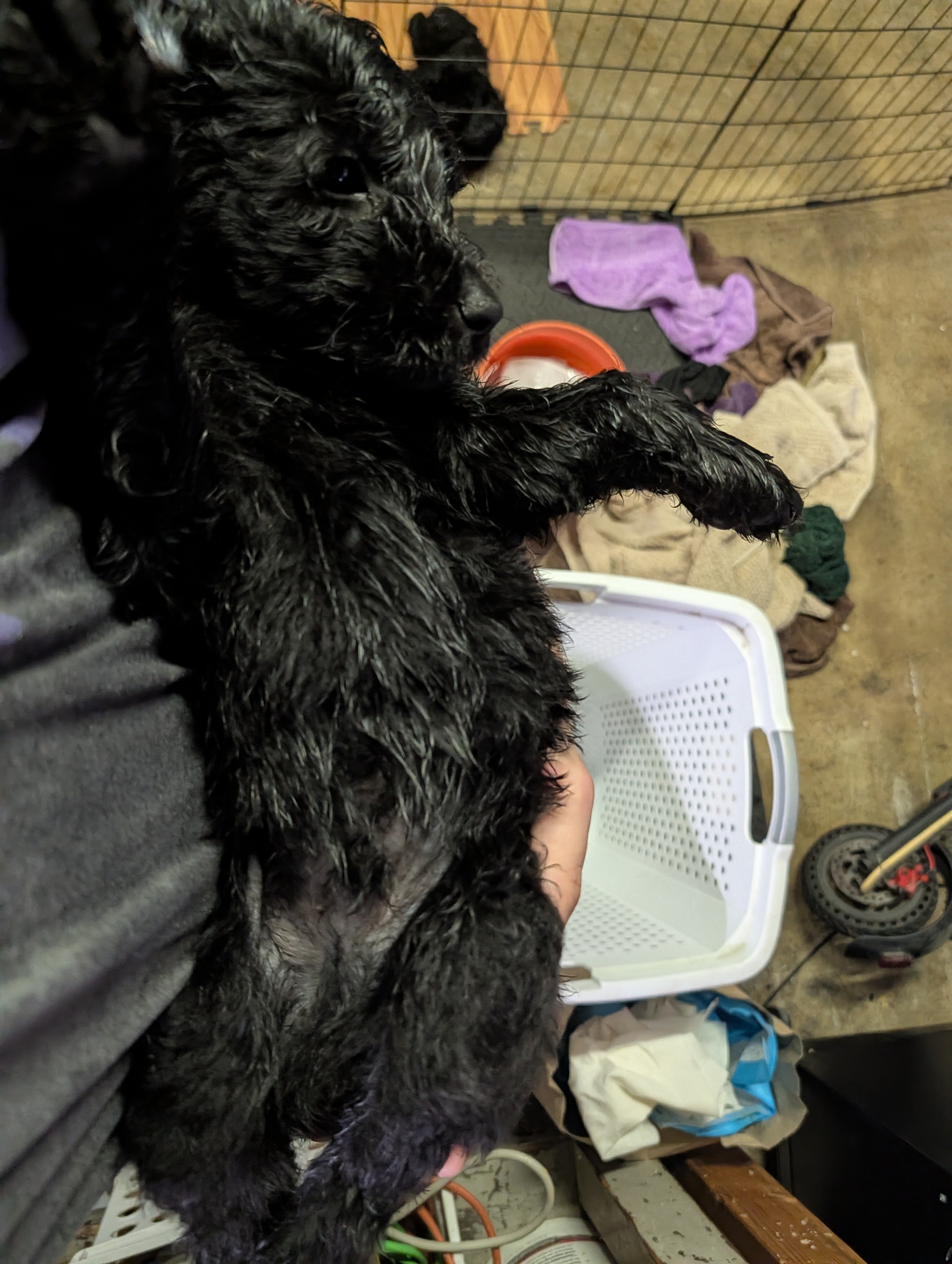 Double Doodle Puppies - Only 4 left! image 2
