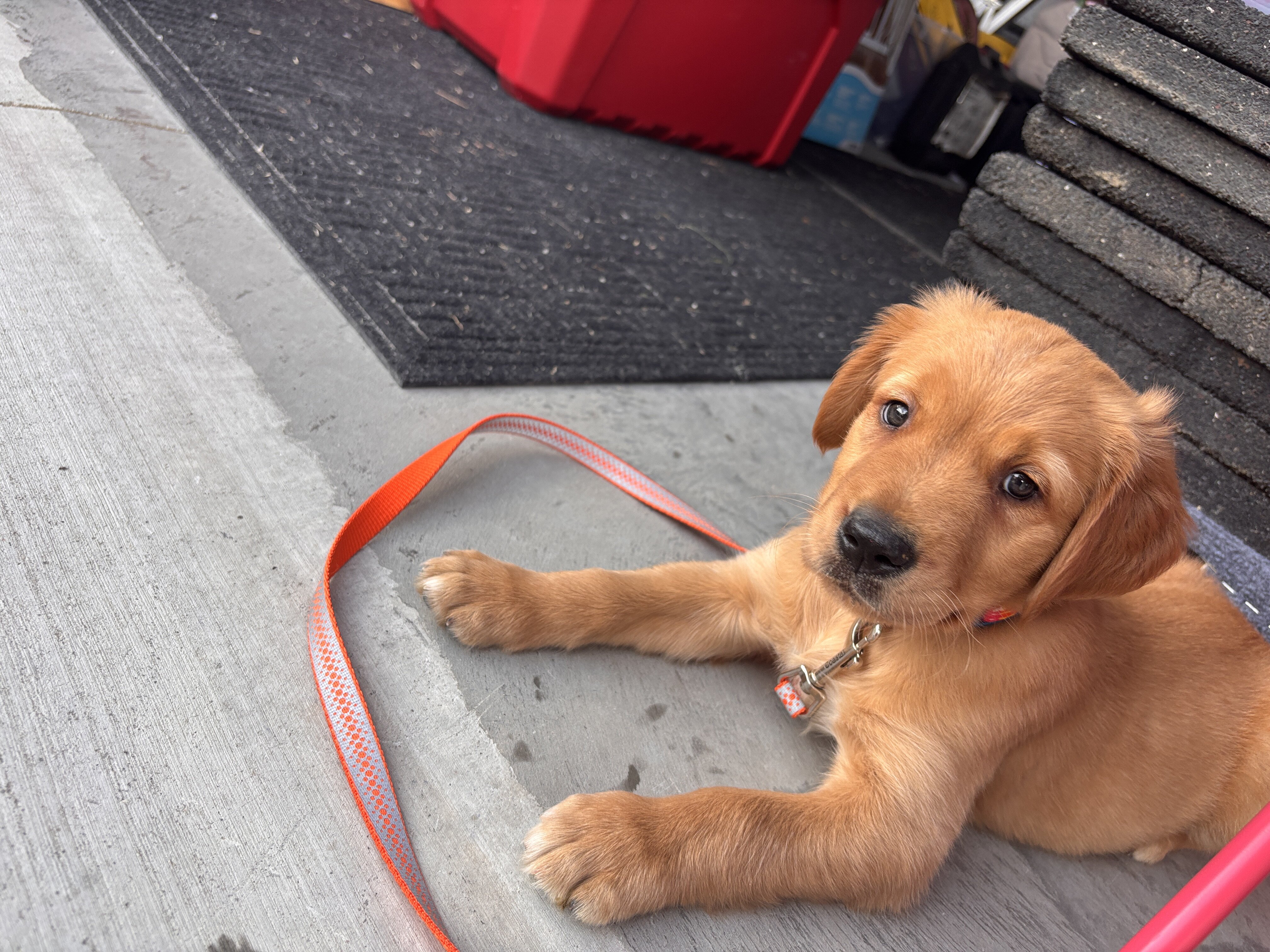 Golden retriever puppy male image 2