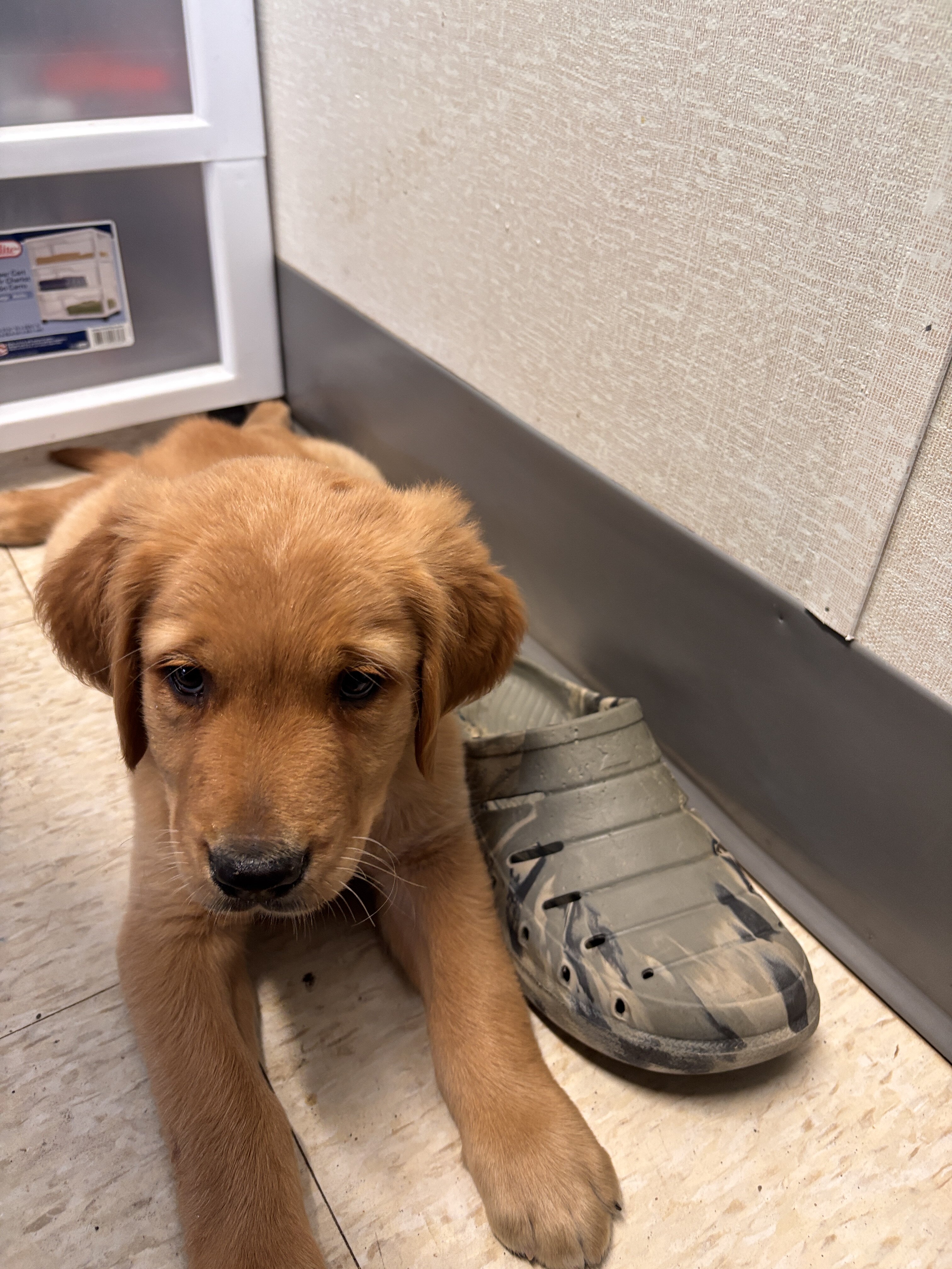 Golden retriever puppy male image 1