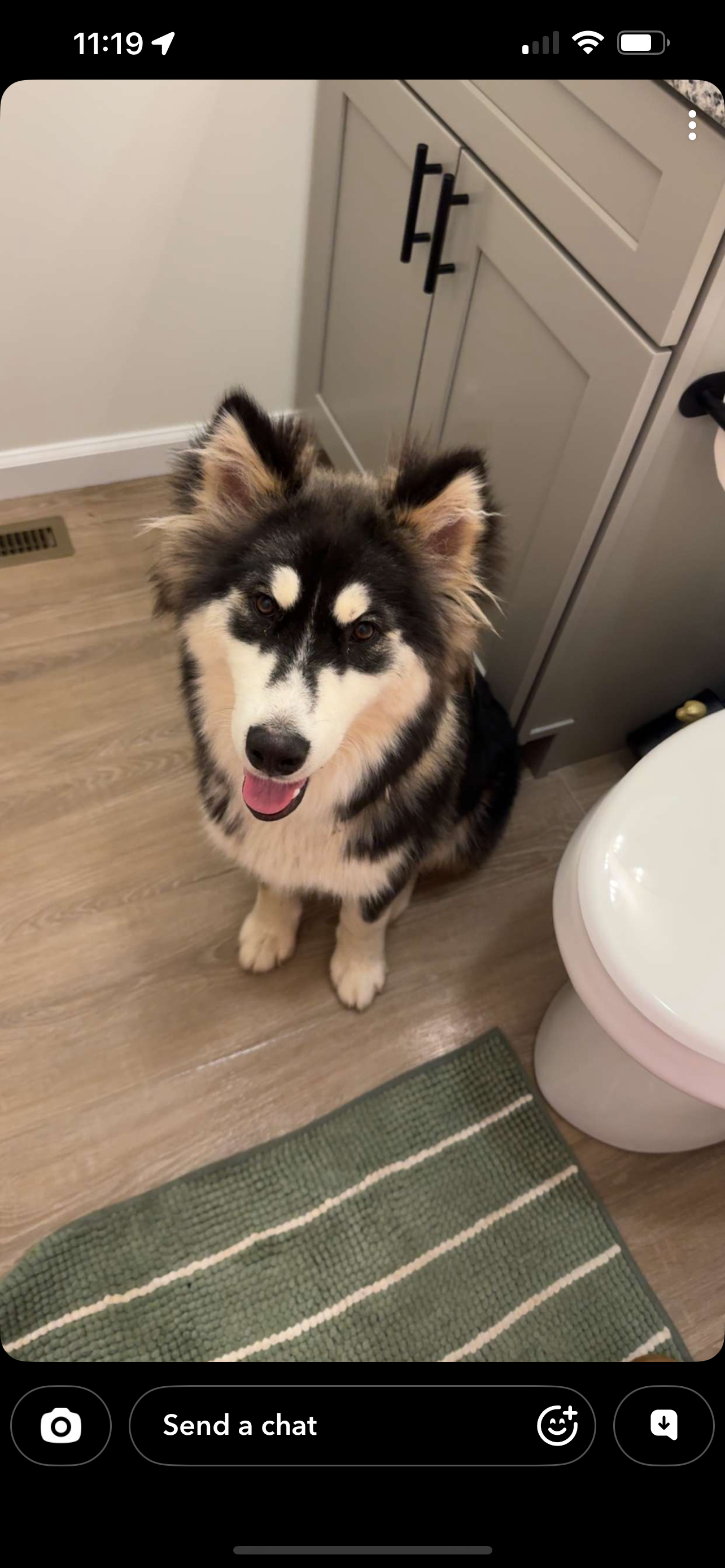 Male husky image 1