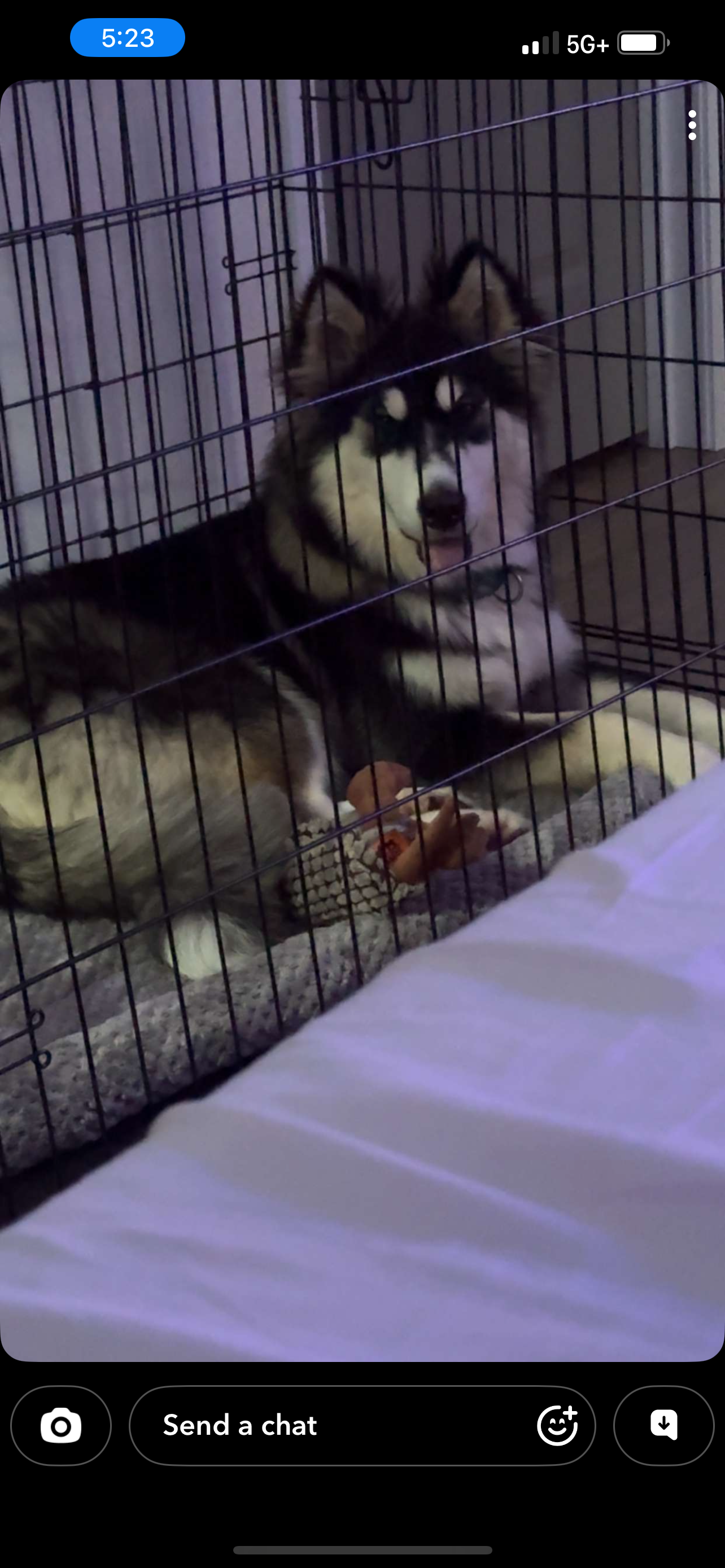 Male husky image 2