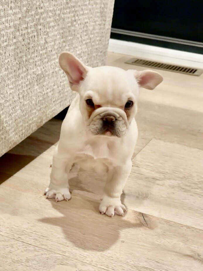 Frenchie girl image 4