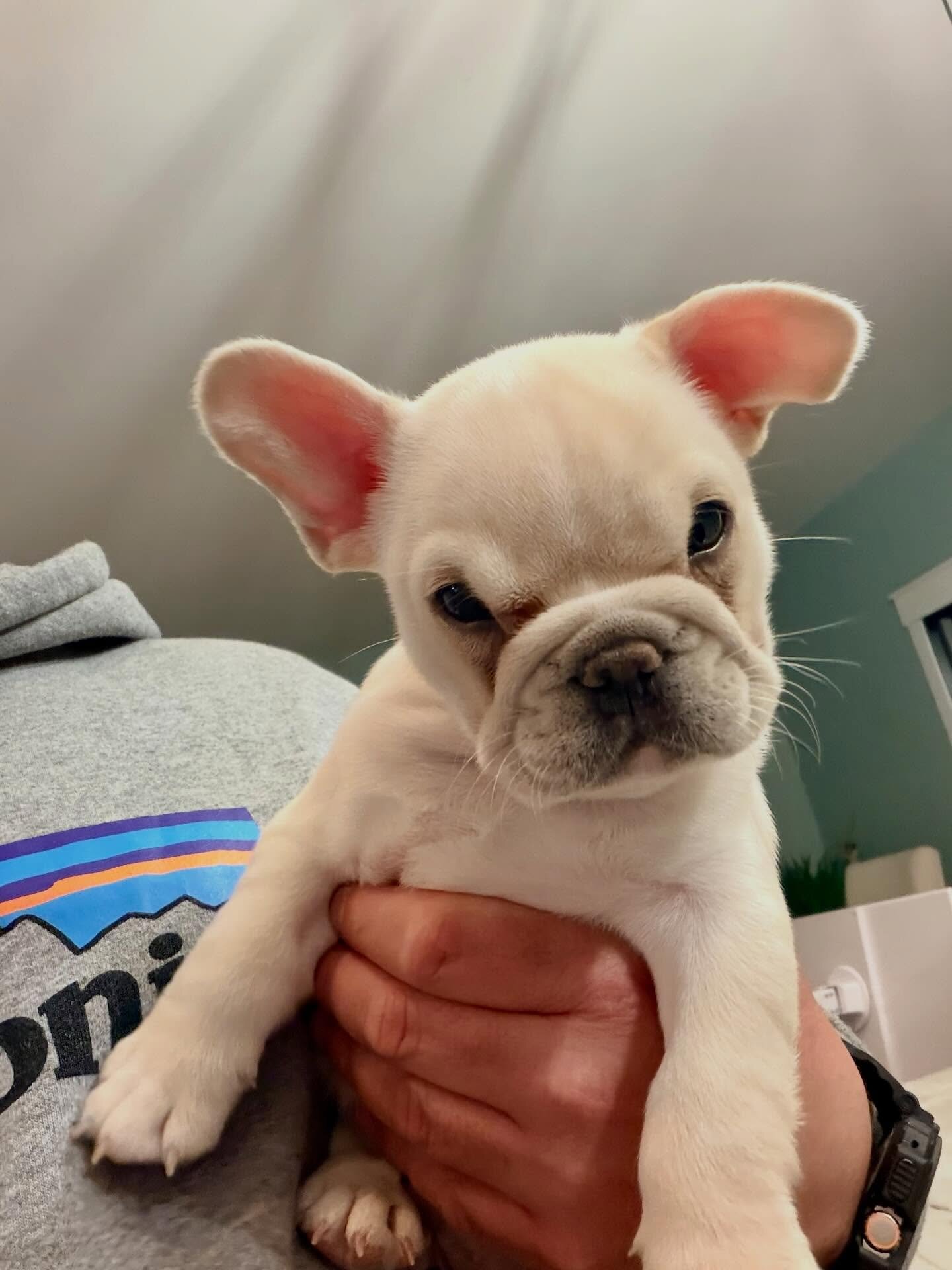 Frenchie girl image 2