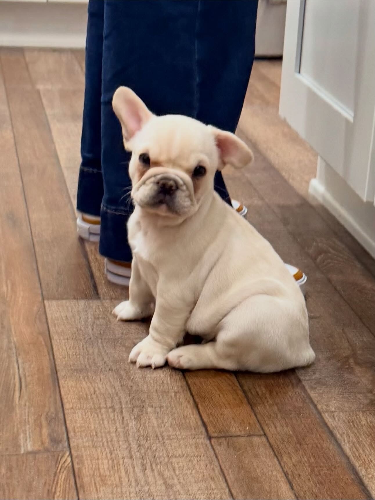Frenchie girl image 1