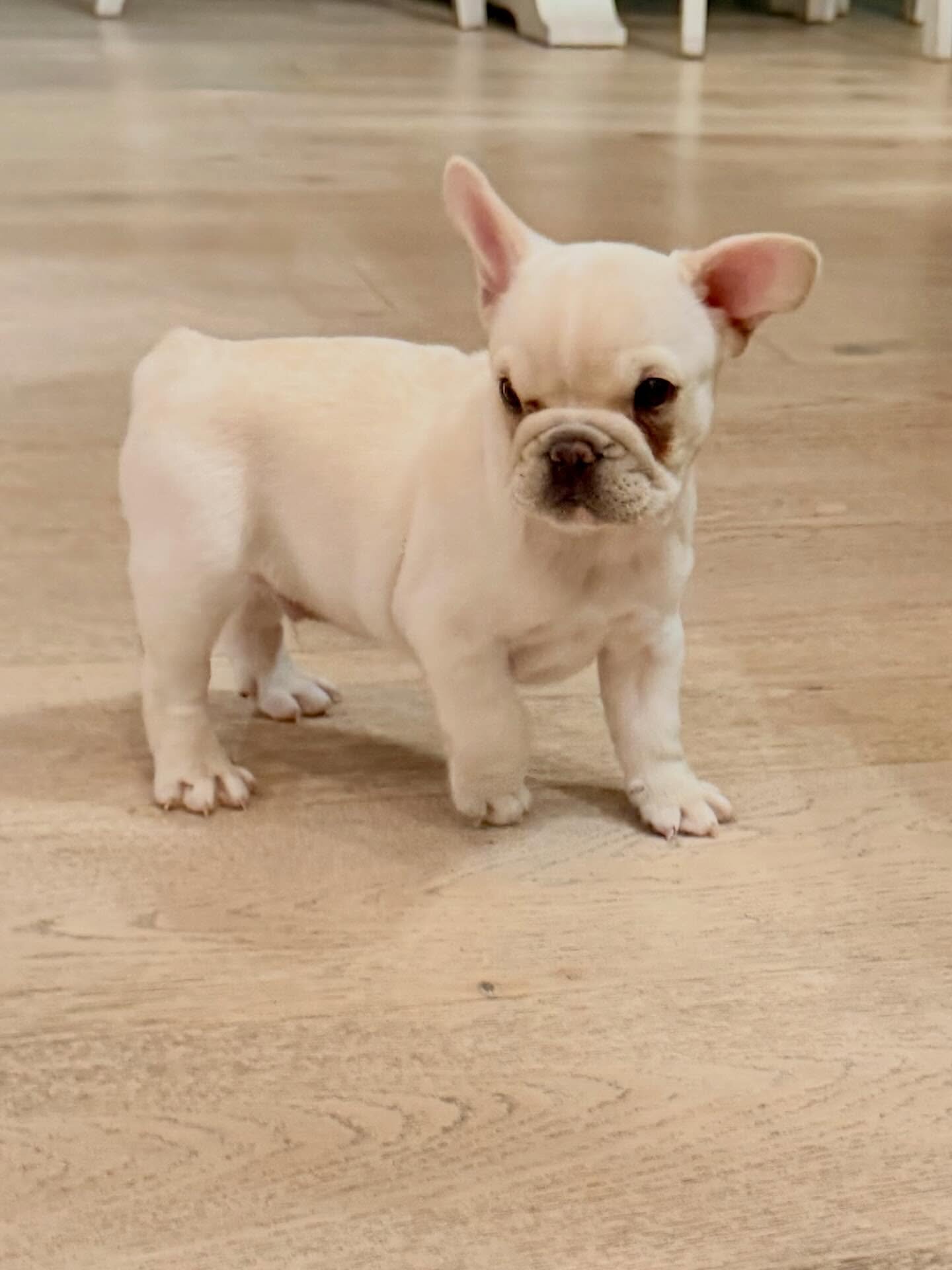 Frenchie girl image 5