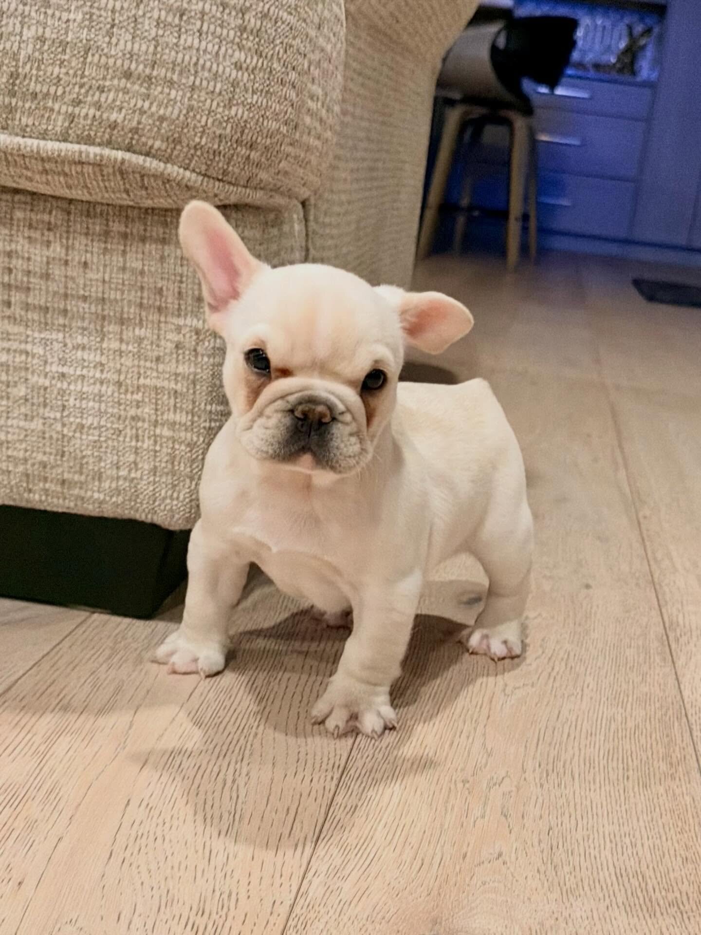 Frenchie girl image 3