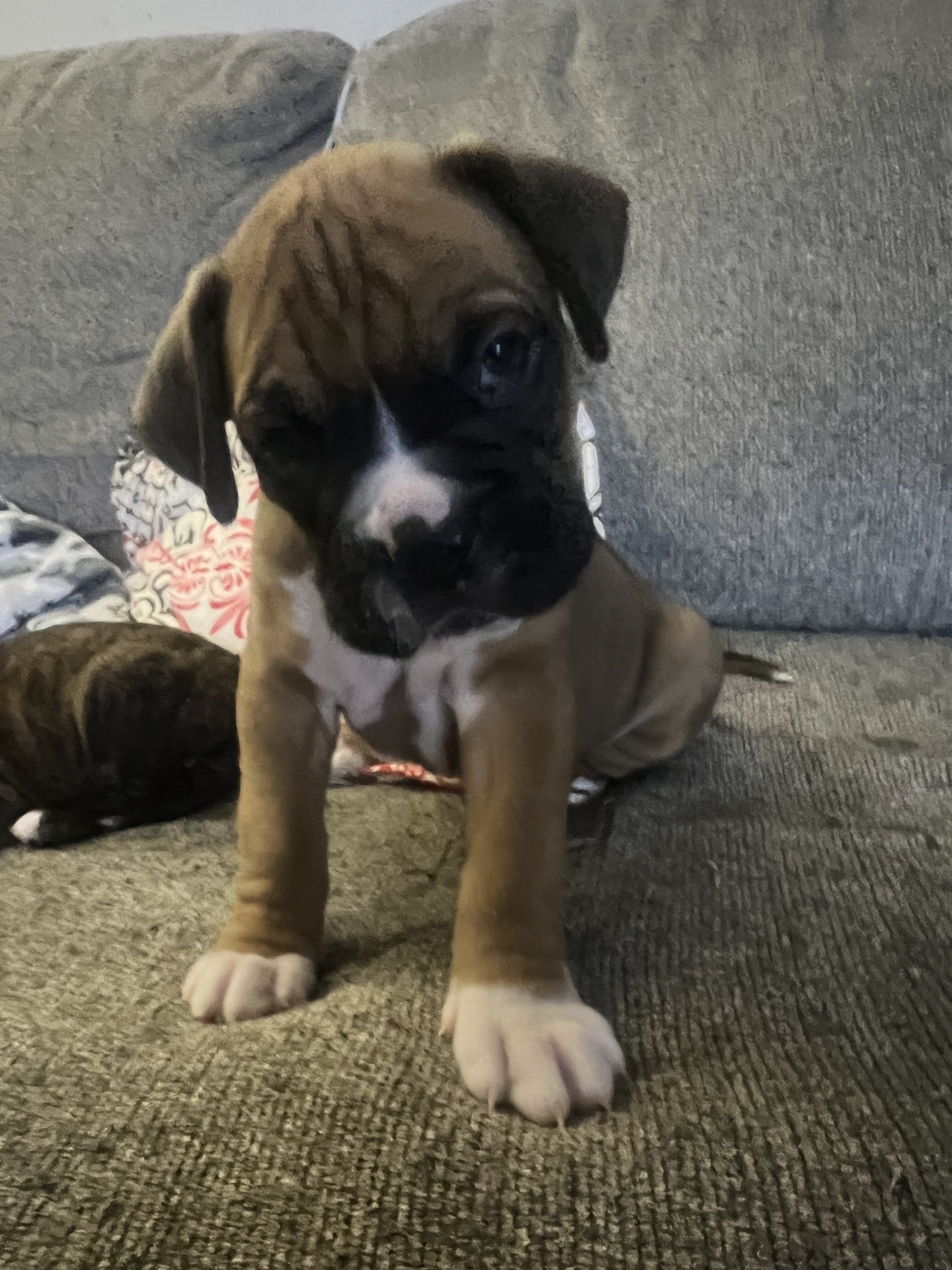 FULL BLOODED BOXER PUPS image 1