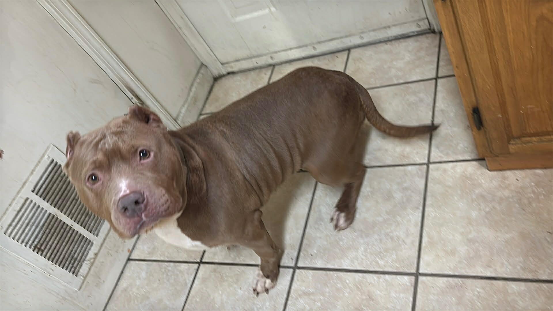 Female bully 3 years old looking for new home image 1
