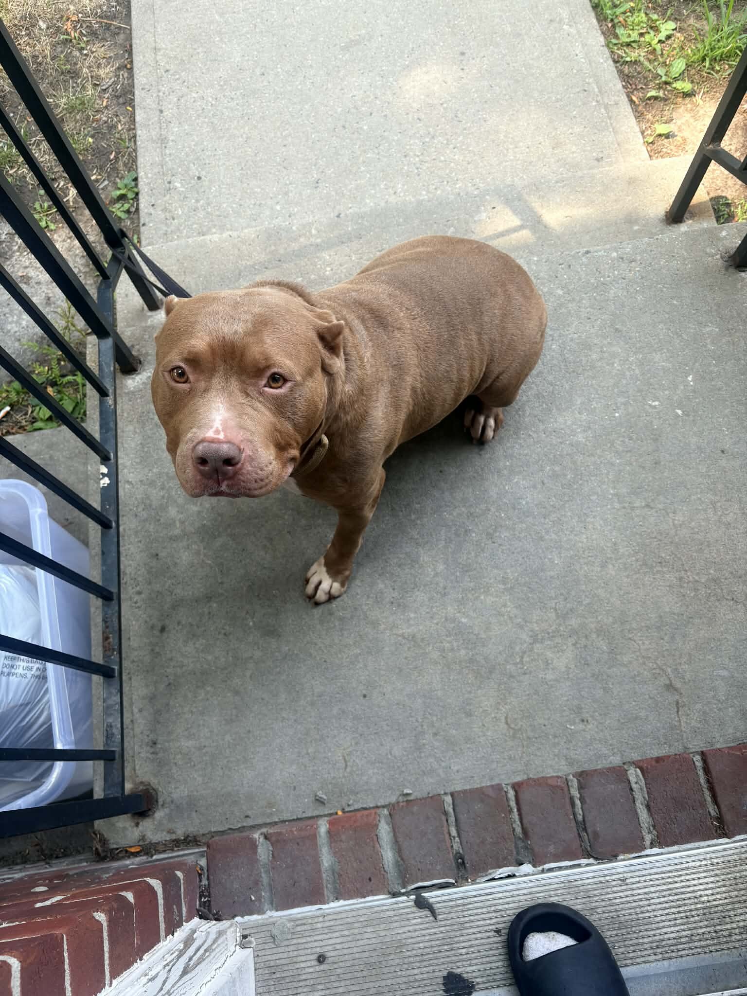 Female bully 3 years old looking for new home image 2