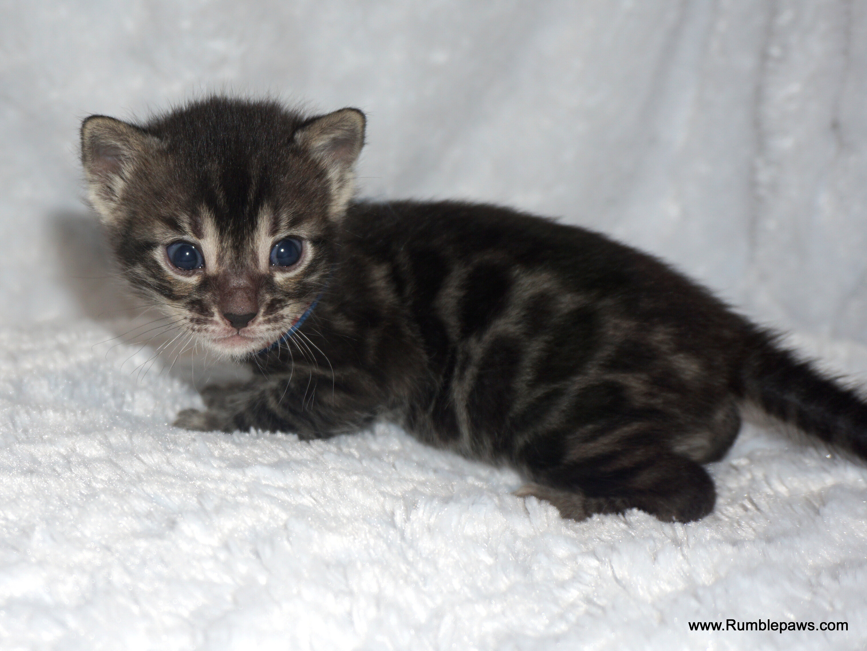 Bengals  Melanistic and Charcoal Summer pricing image 10