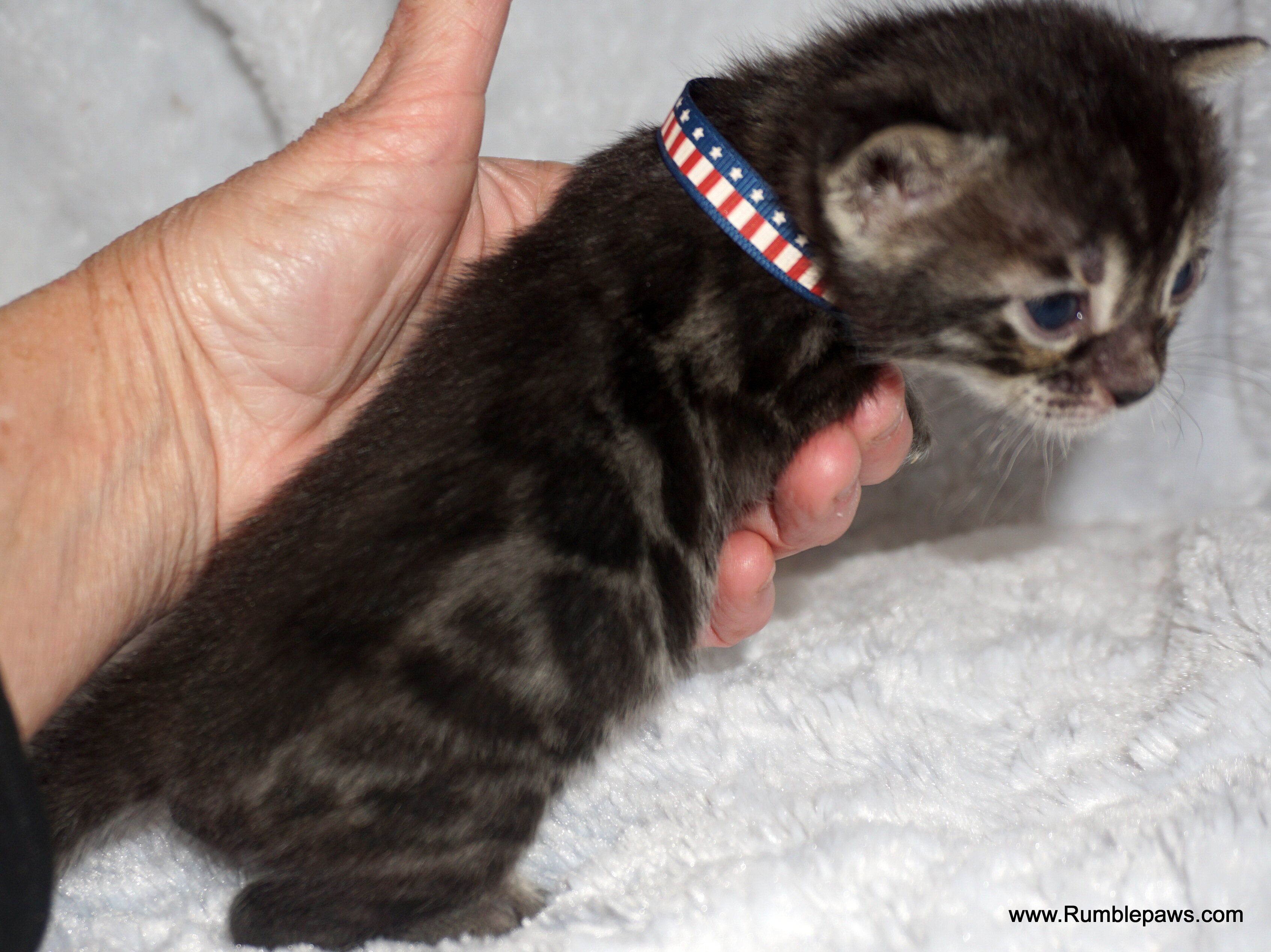 Bengals  Melanistic and Charcoal Summer pricing image 4