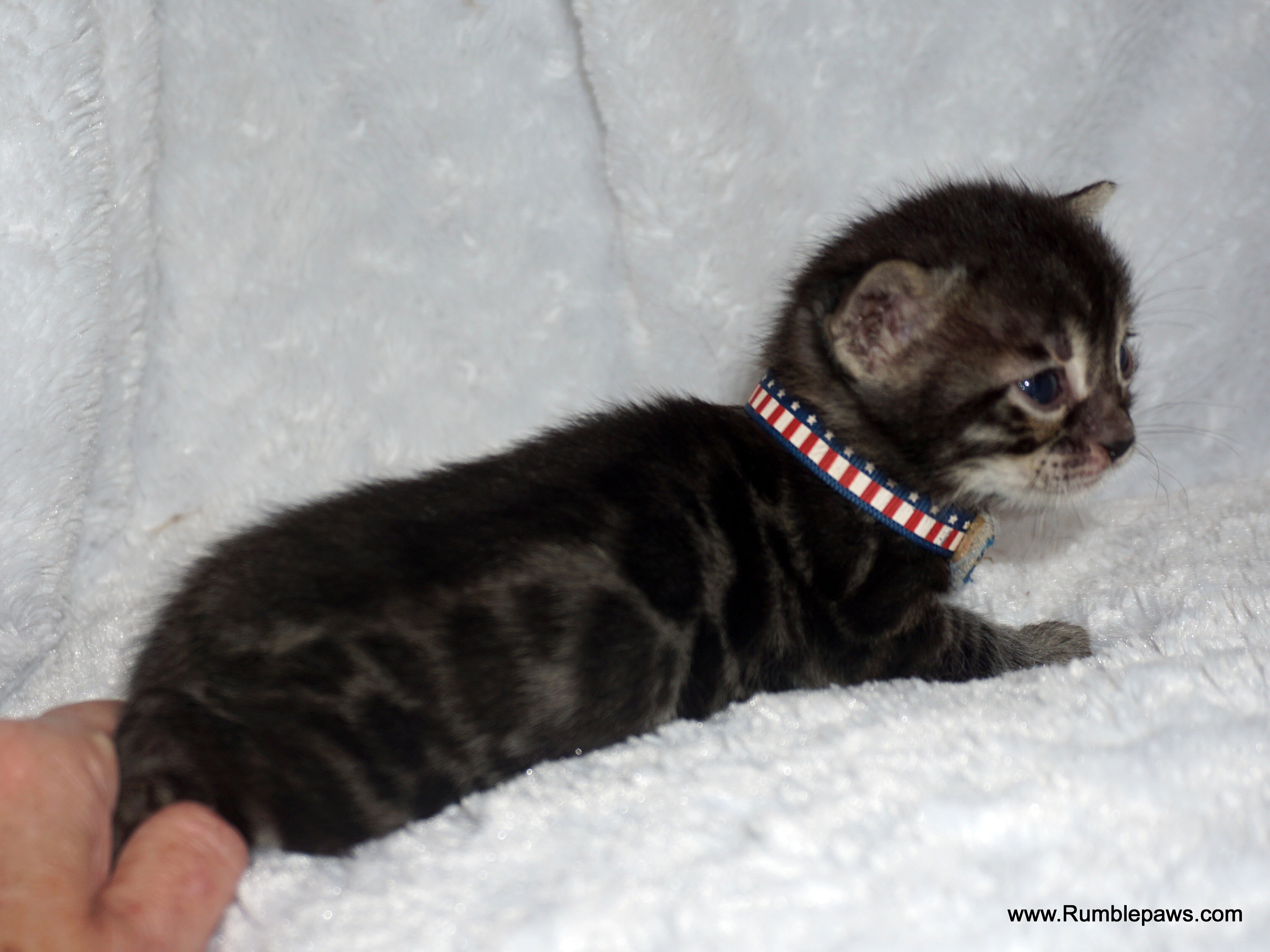 Bengals  Melanistic and Charcoal Summer pricing image 2