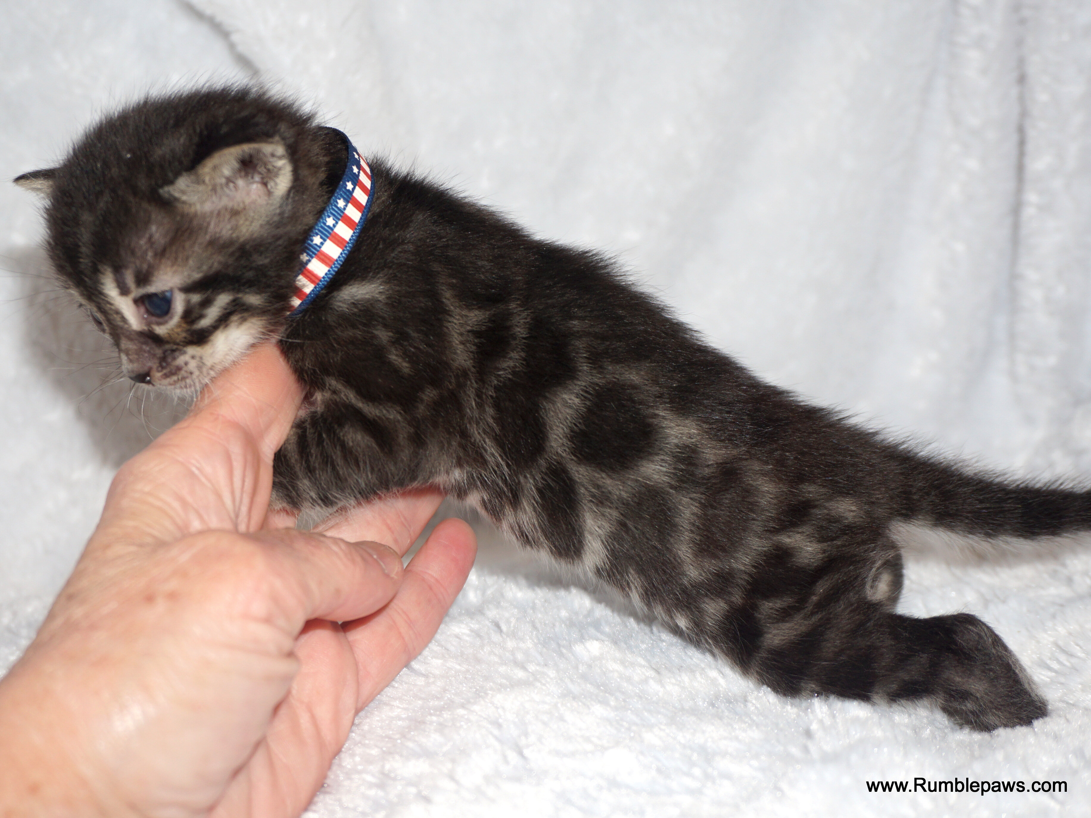 Bengals  Melanistic and Charcoal Summer pricing image 1