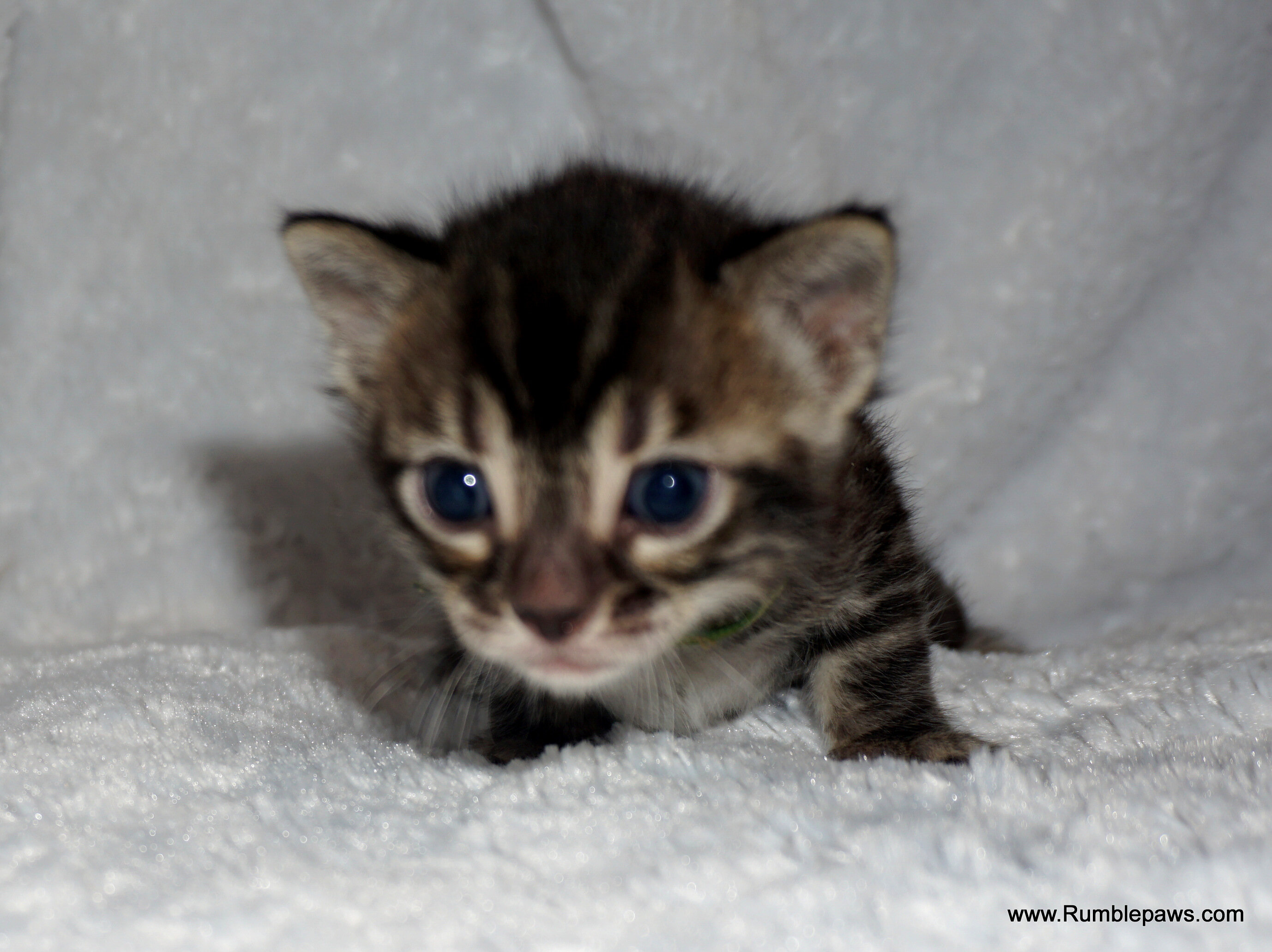 Bengals  Melanistic and Charcoal Summer pricing image 3