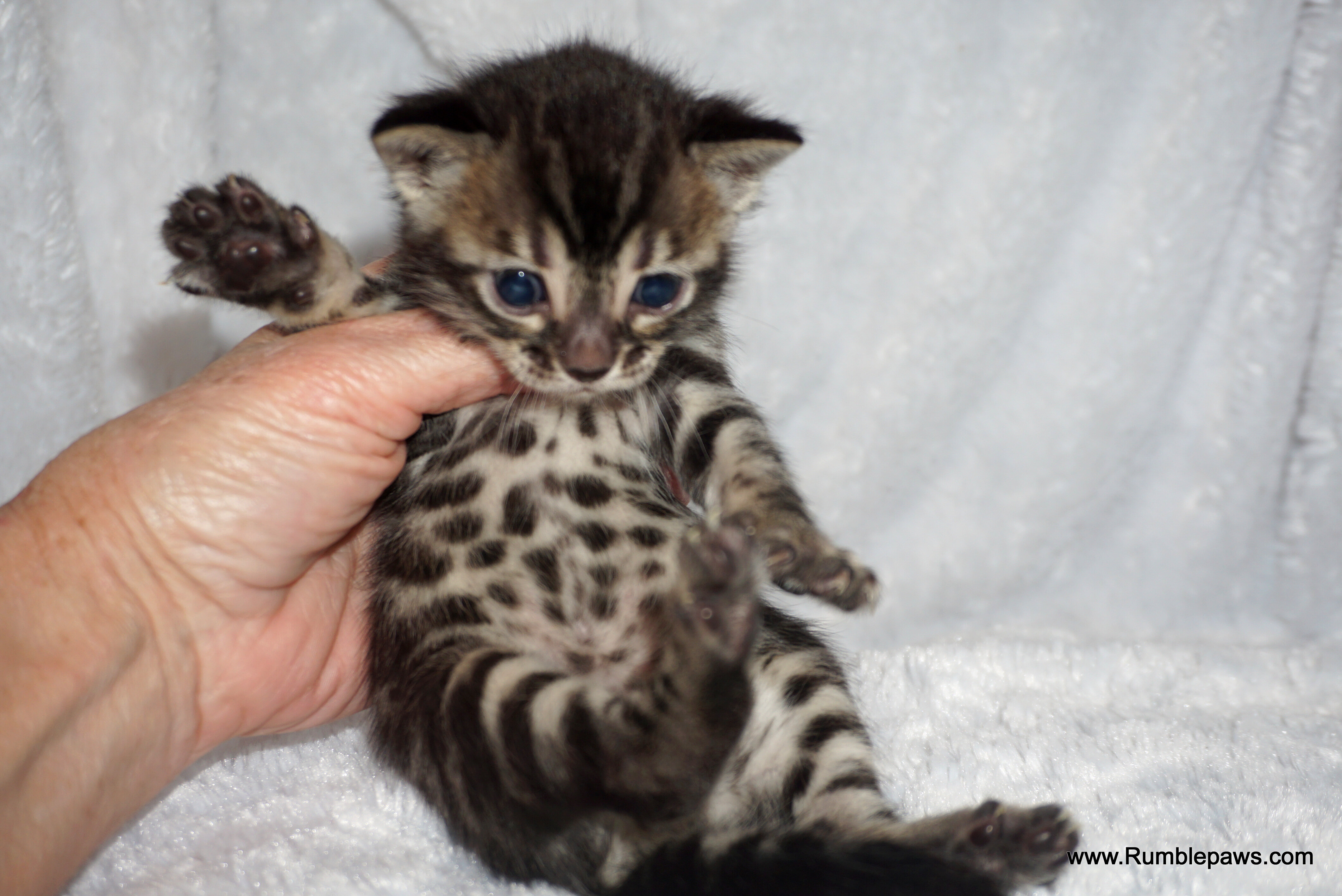 Bengals  Melanistic and Charcoal Summer pricing image 5