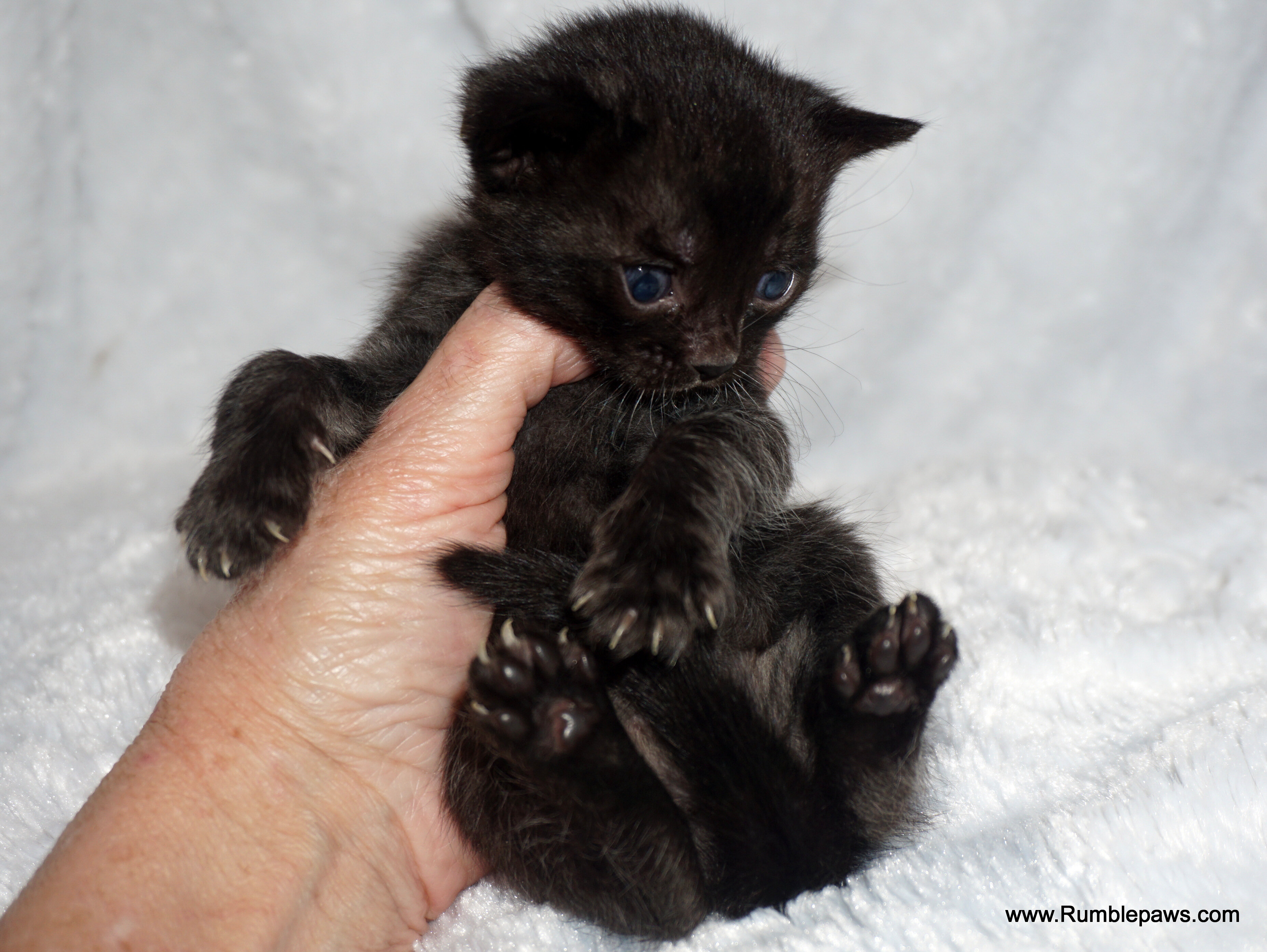 Bengals  Melanistic and Charcoal Summer pricing image 7