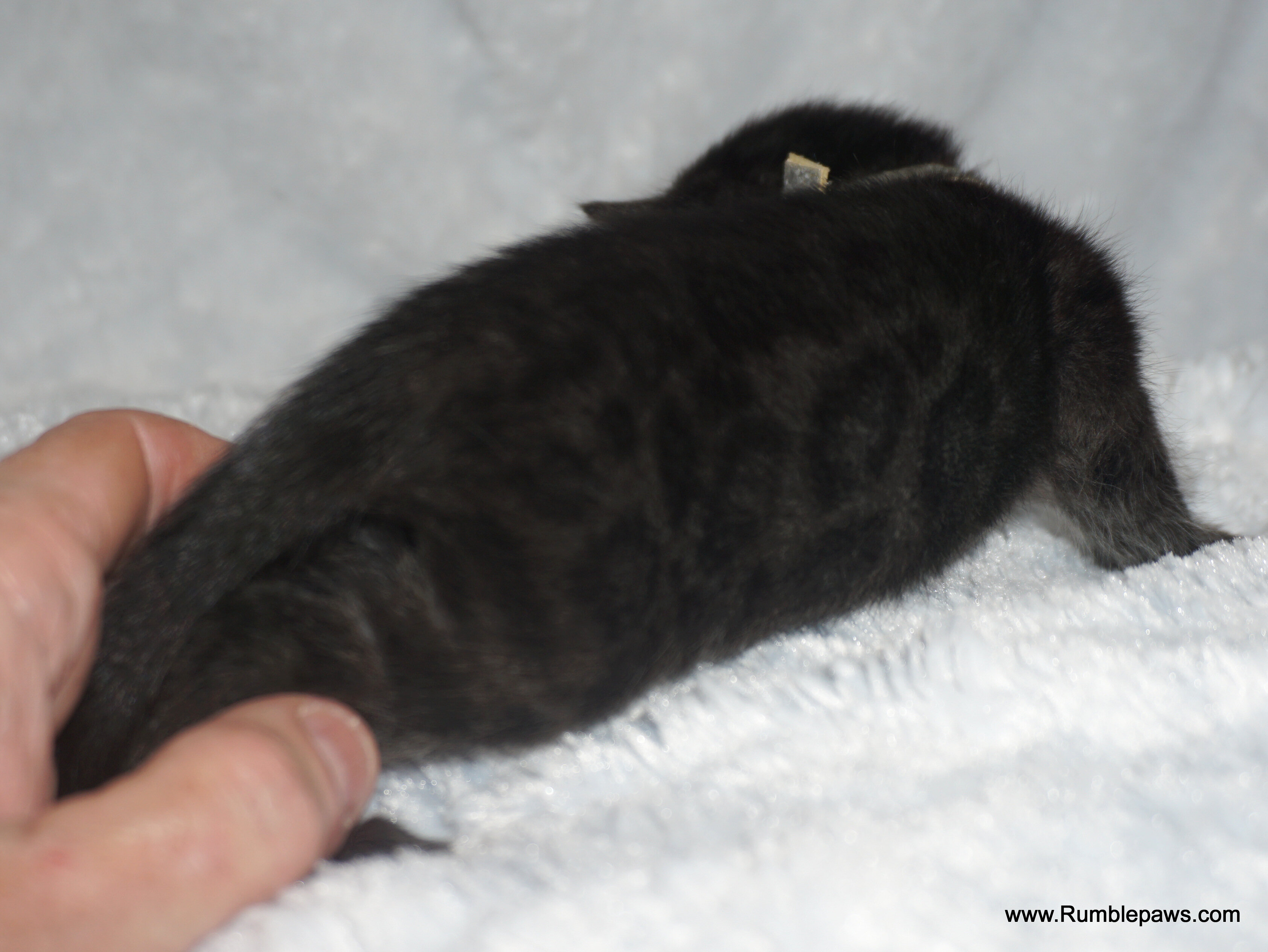 Bengals  Melanistic and Charcoal Summer pricing image 6