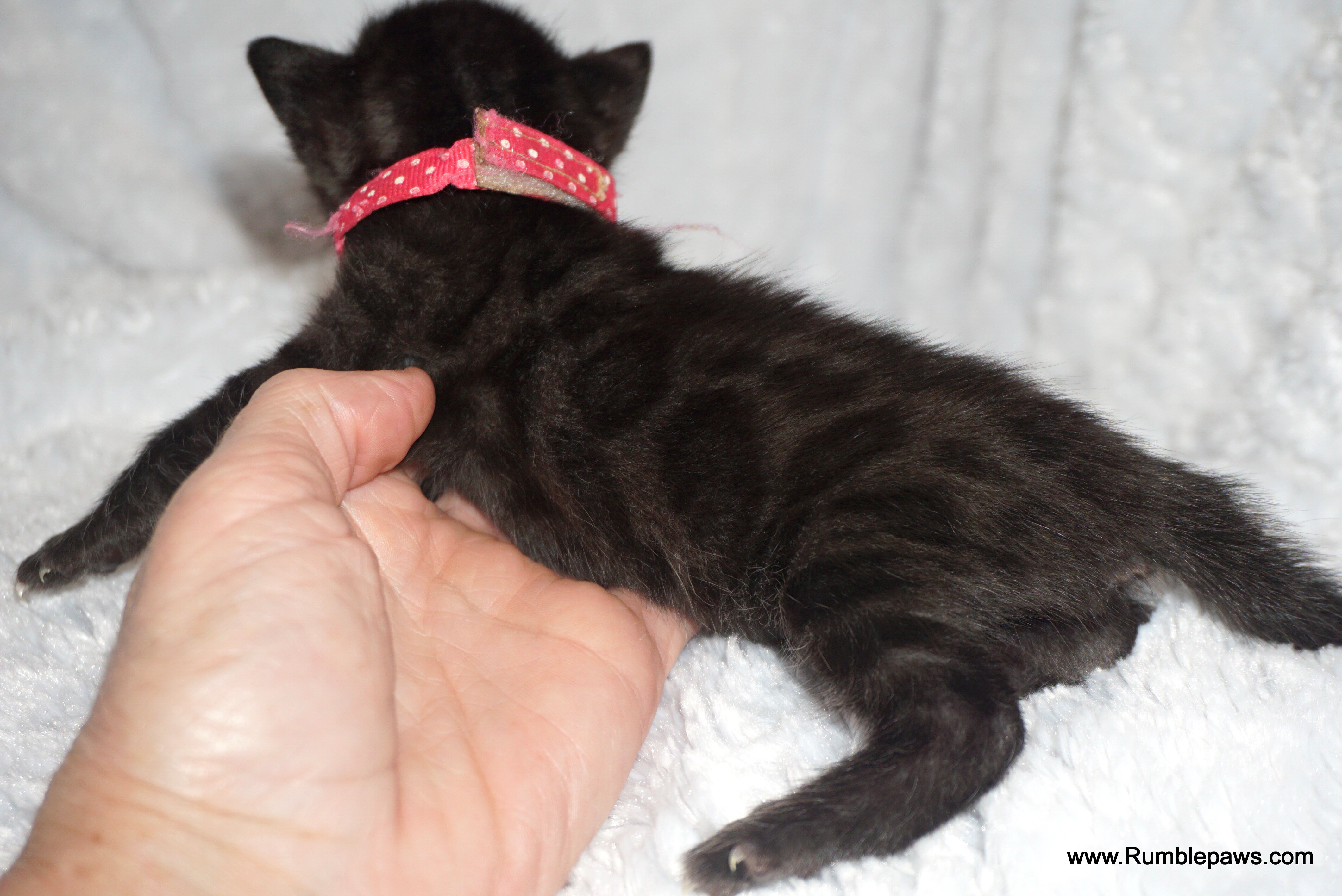Bengals  Melanistic and Charcoal Summer pricing image 9