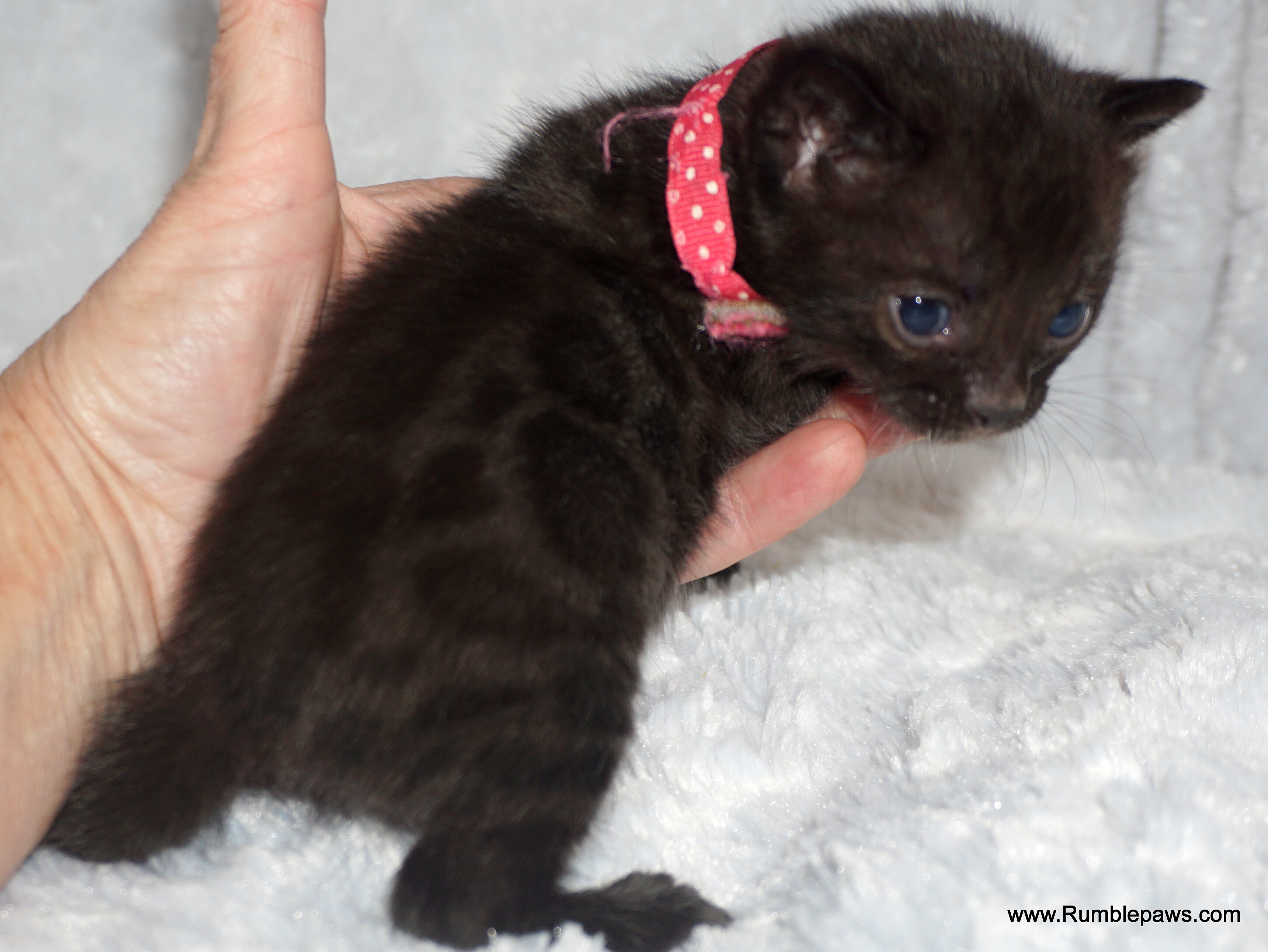 Bengals  Melanistic and Charcoal Summer pricing image 8