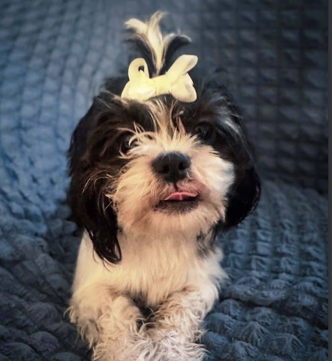 Dogs image 1
