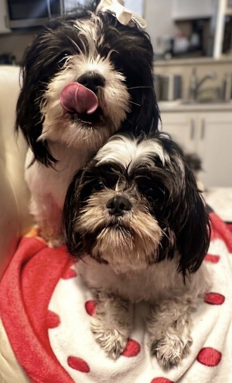 Dogs image 3