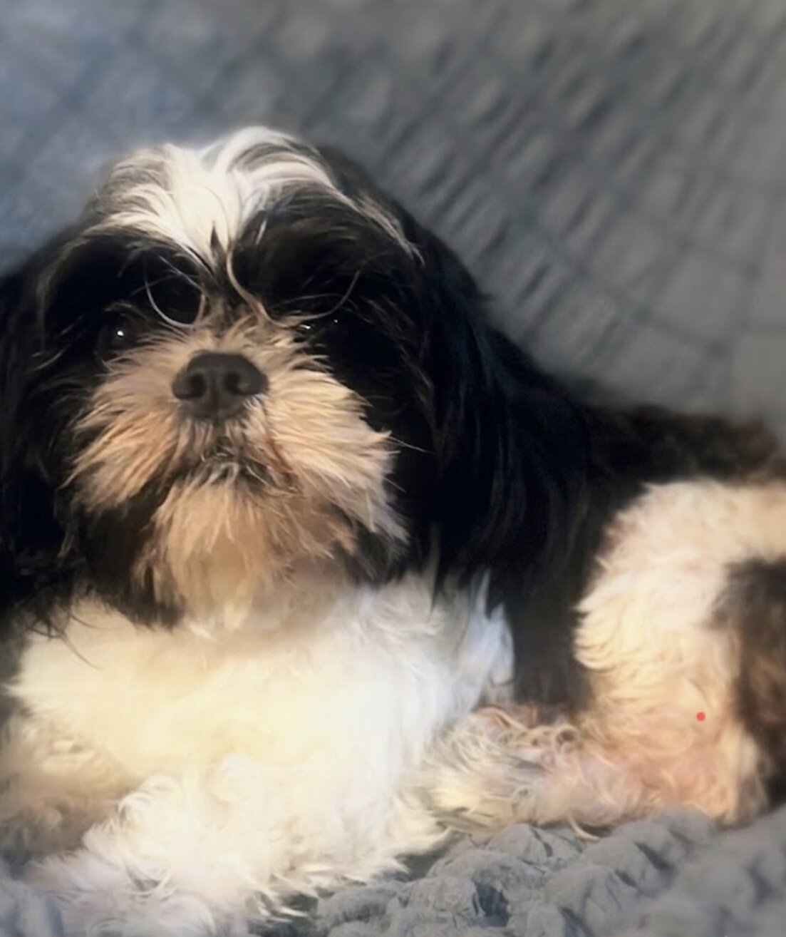 Dogs image 2