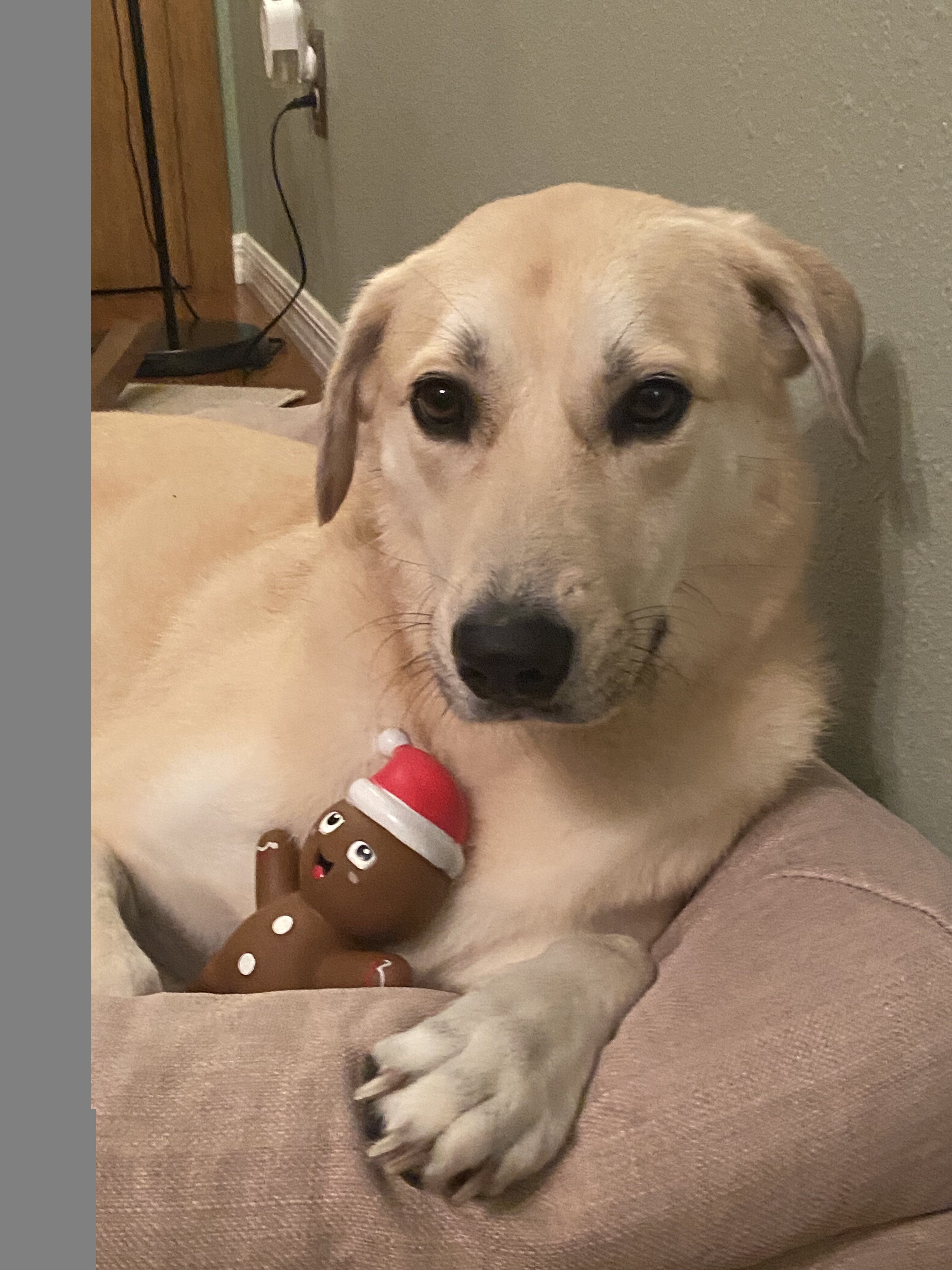 8 year old Pyrenees mix image 4