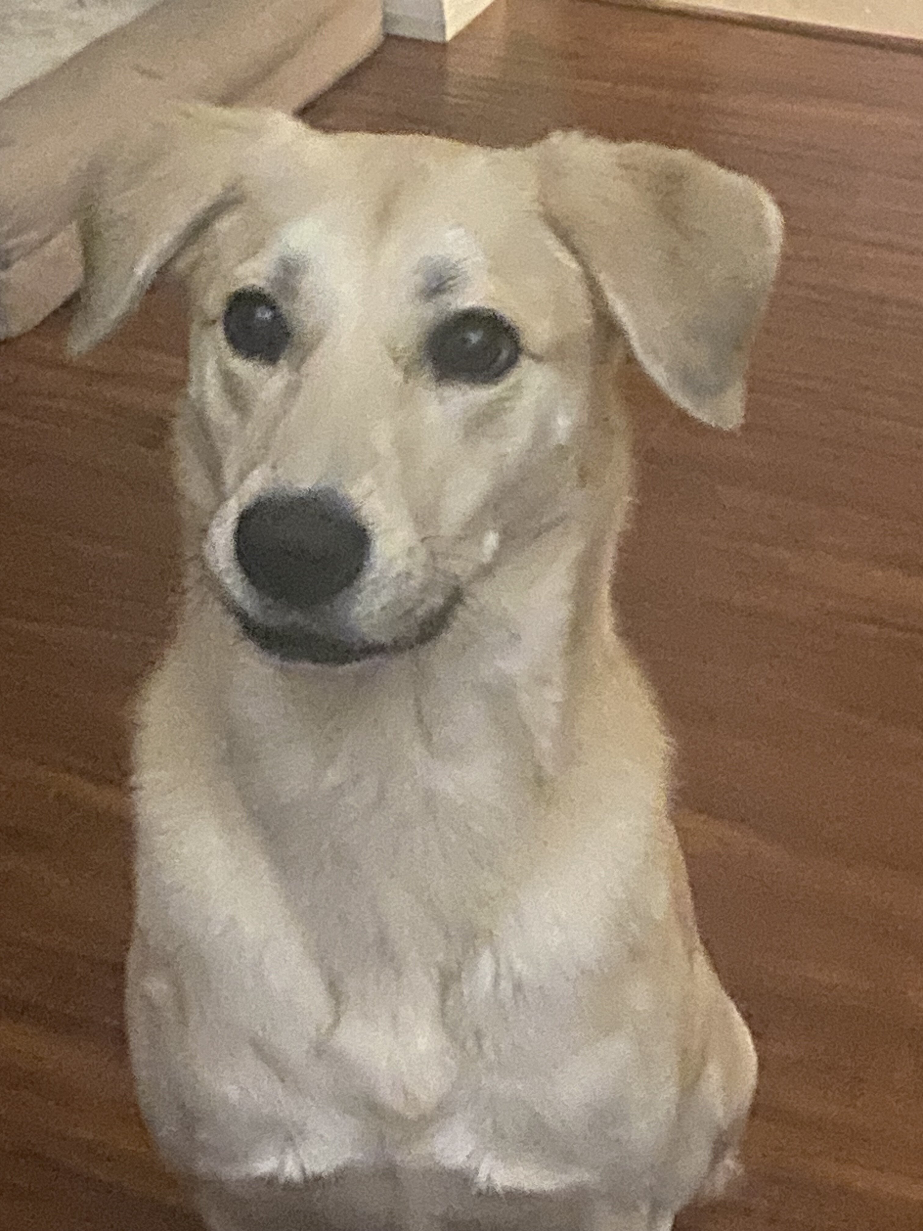 8 year old Pyrenees mix image 6