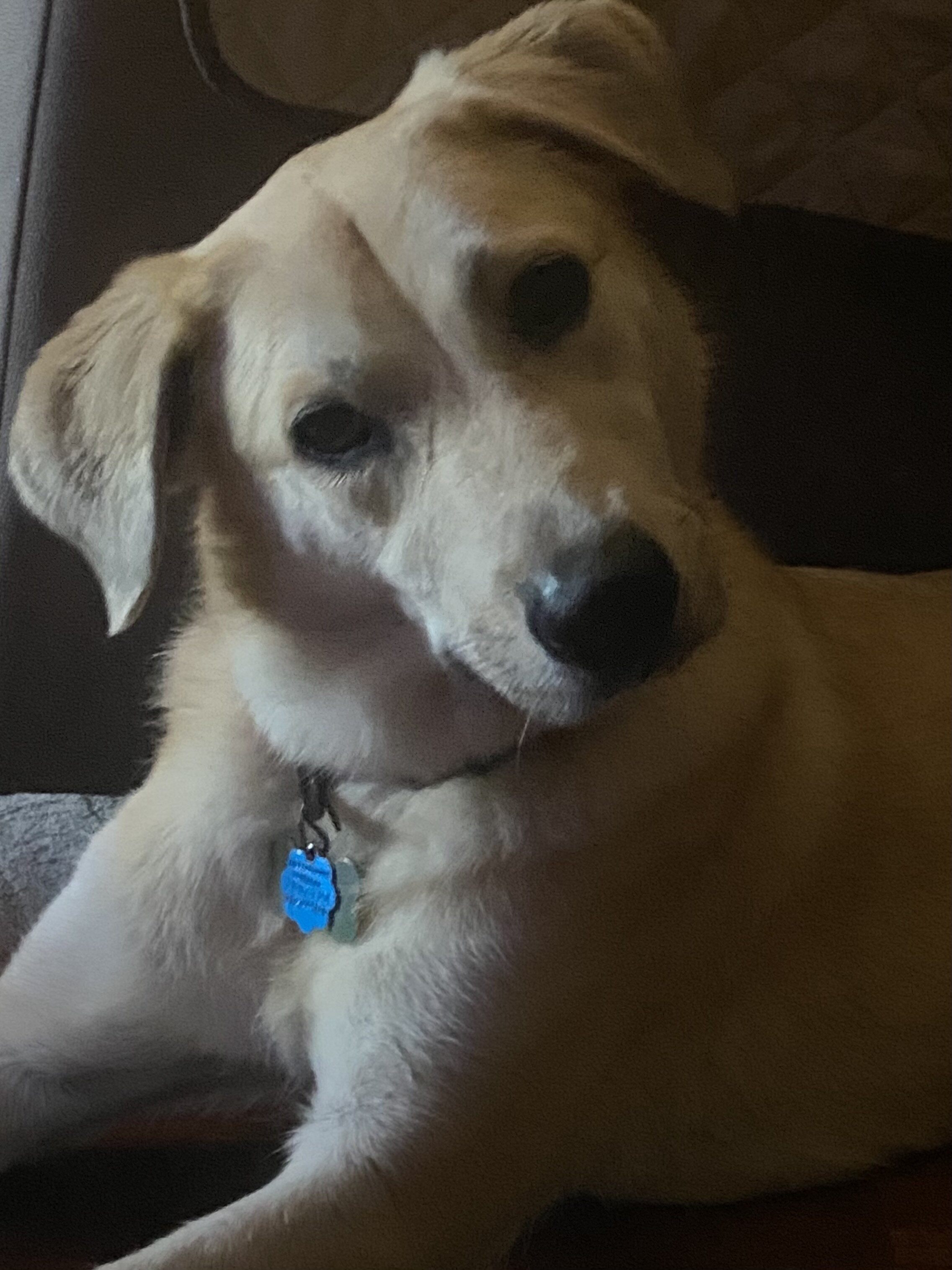 8 year old Pyrenees mix image 3