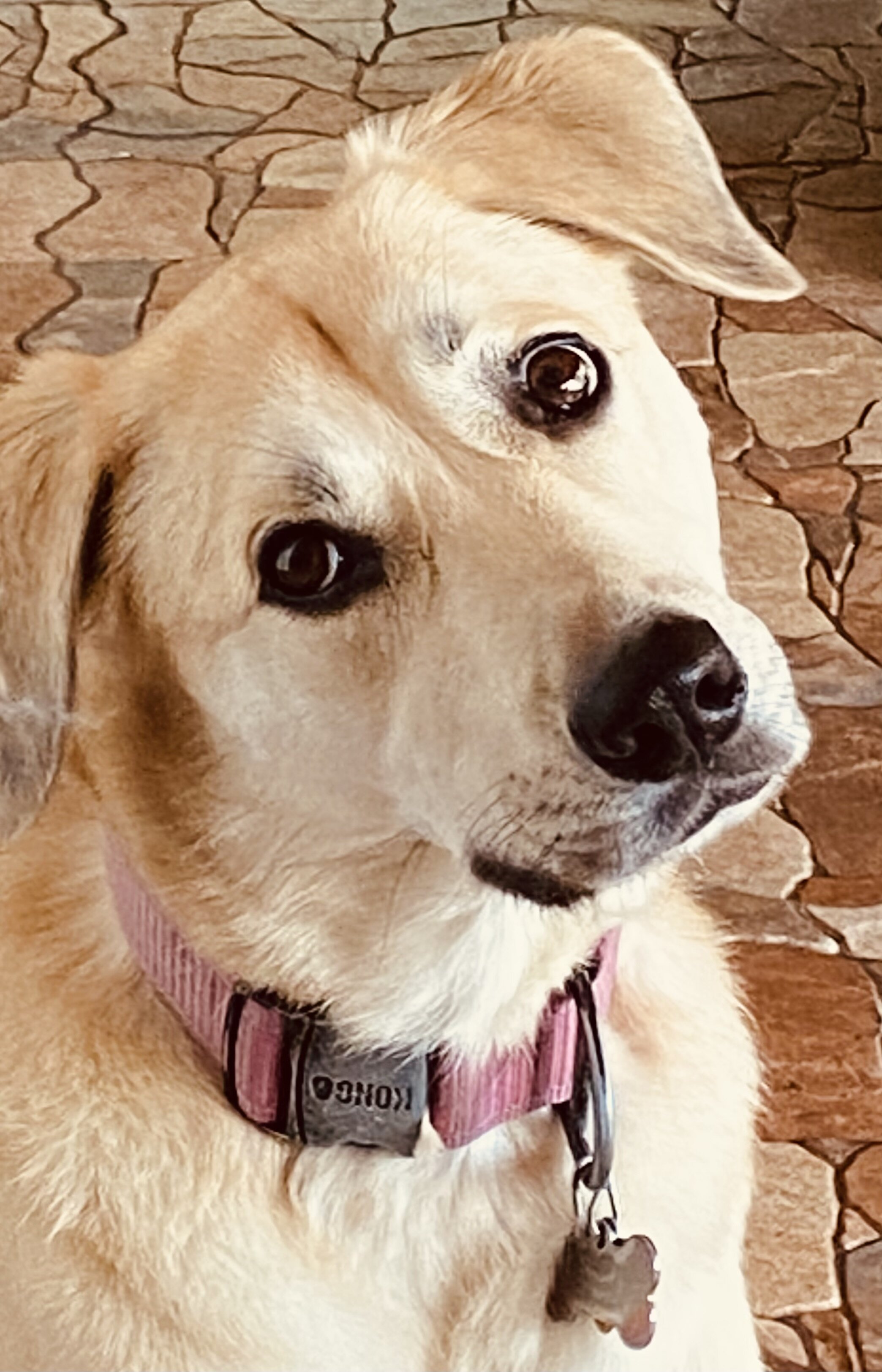 8 year old Pyrenees mix image 1