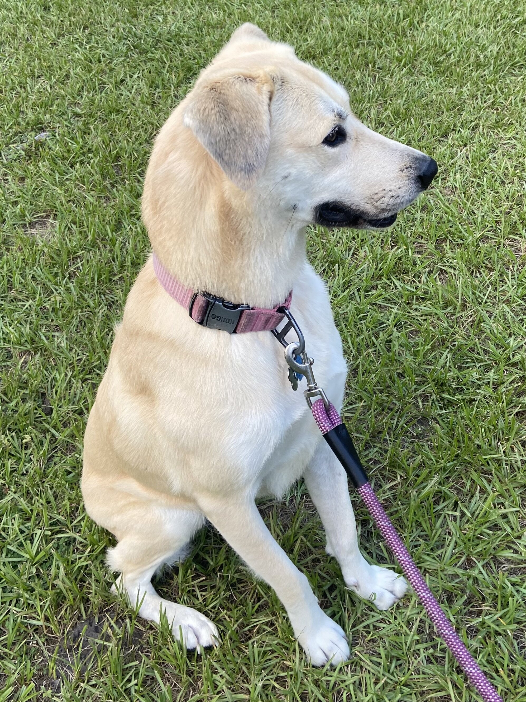 8 year old Pyrenees mix image 2