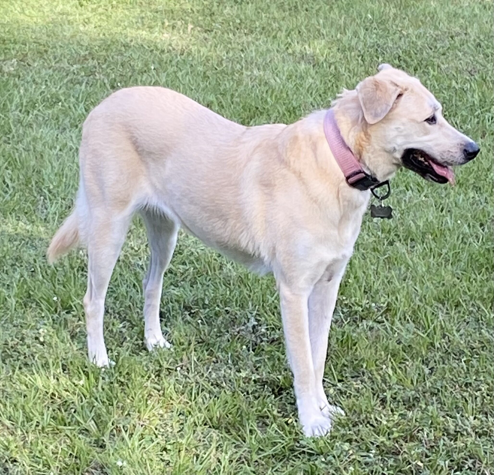 8 year old Pyrenees mix image 5
