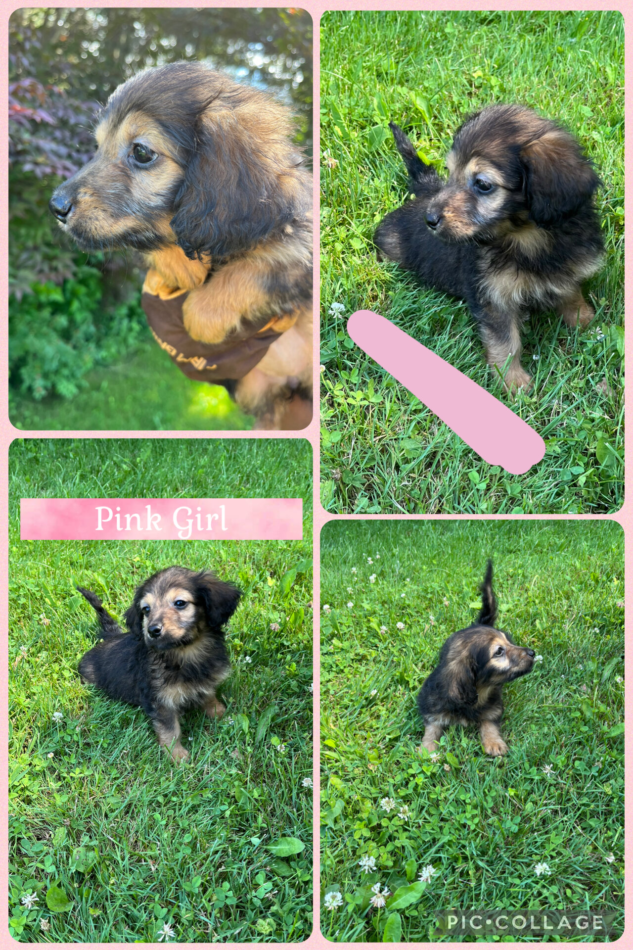 Doxiepoo Puppies image 2