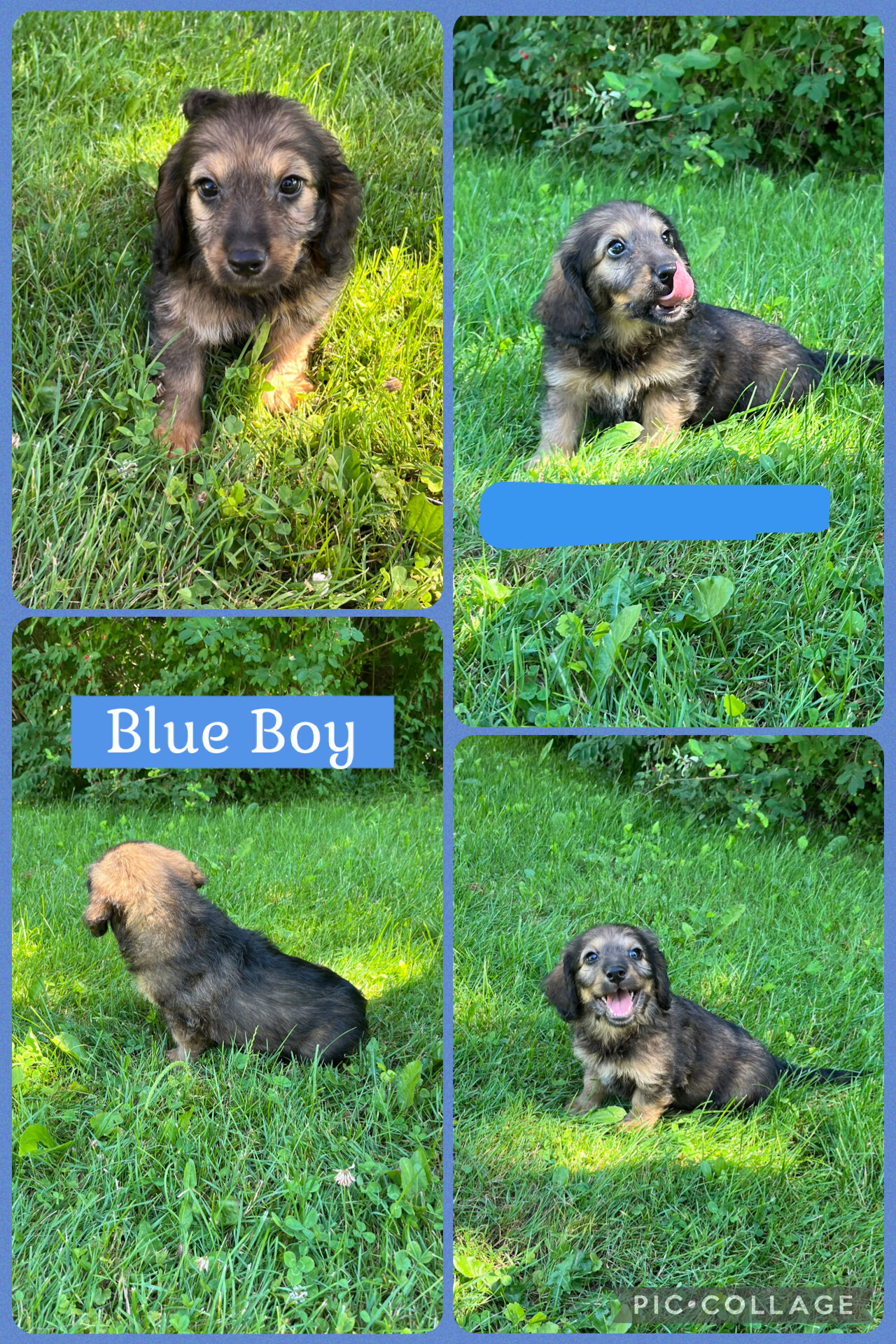 Doxiepoo Puppies image 3