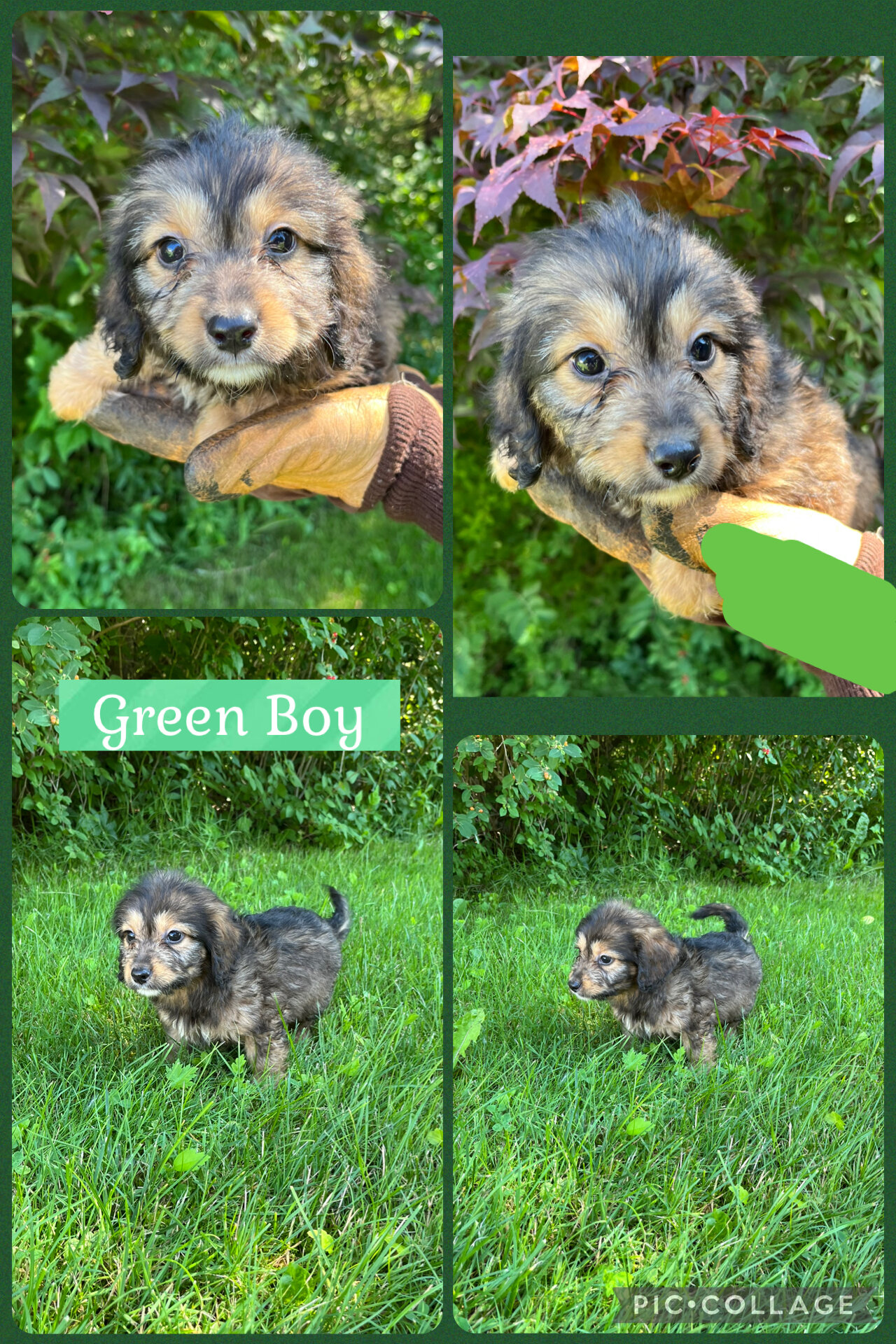 Doxiepoo Puppies image 4