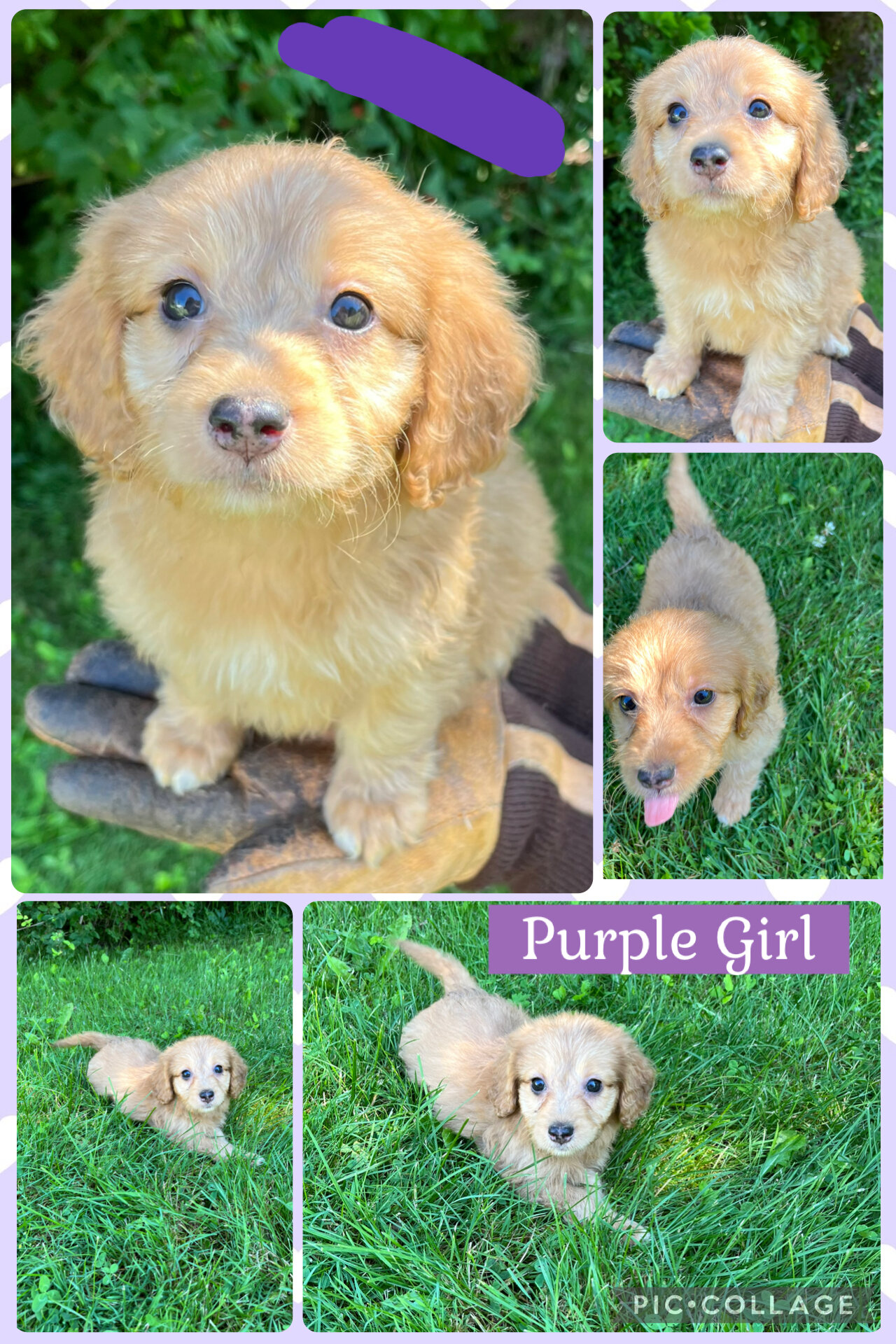 Doxiepoo Puppies image 5