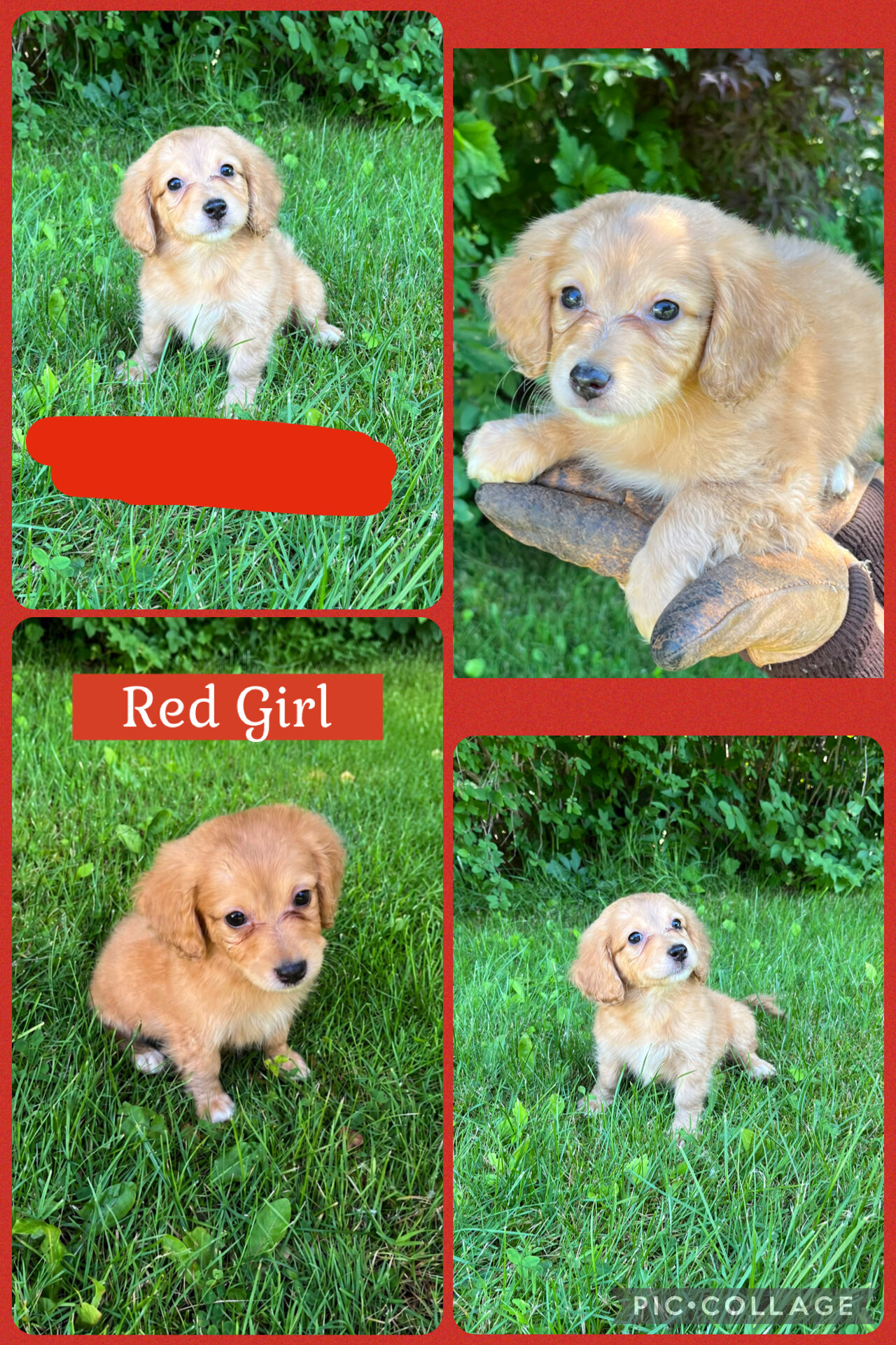 Doxiepoo Puppies image 6