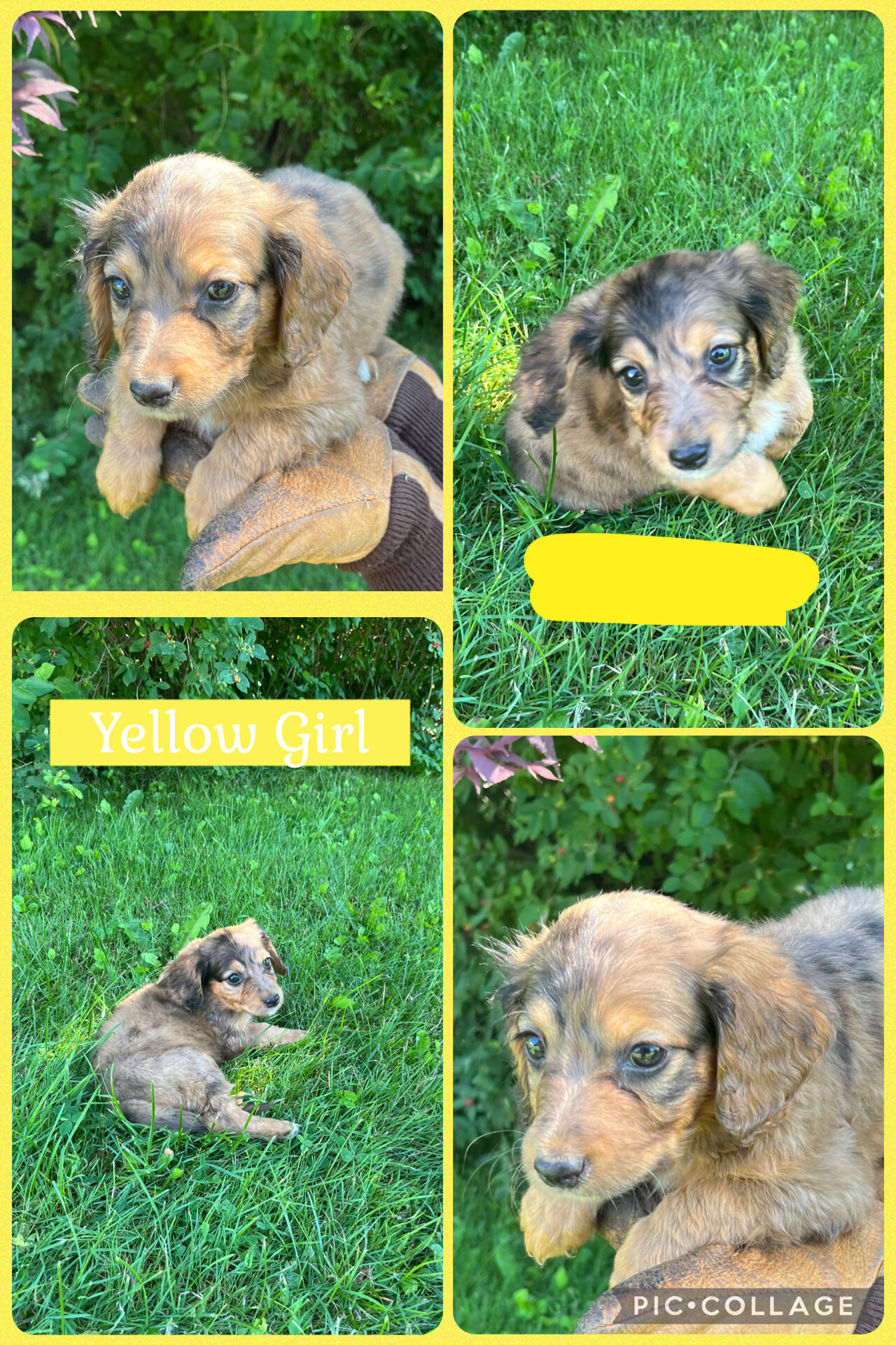Doxiepoo Puppies image 7
