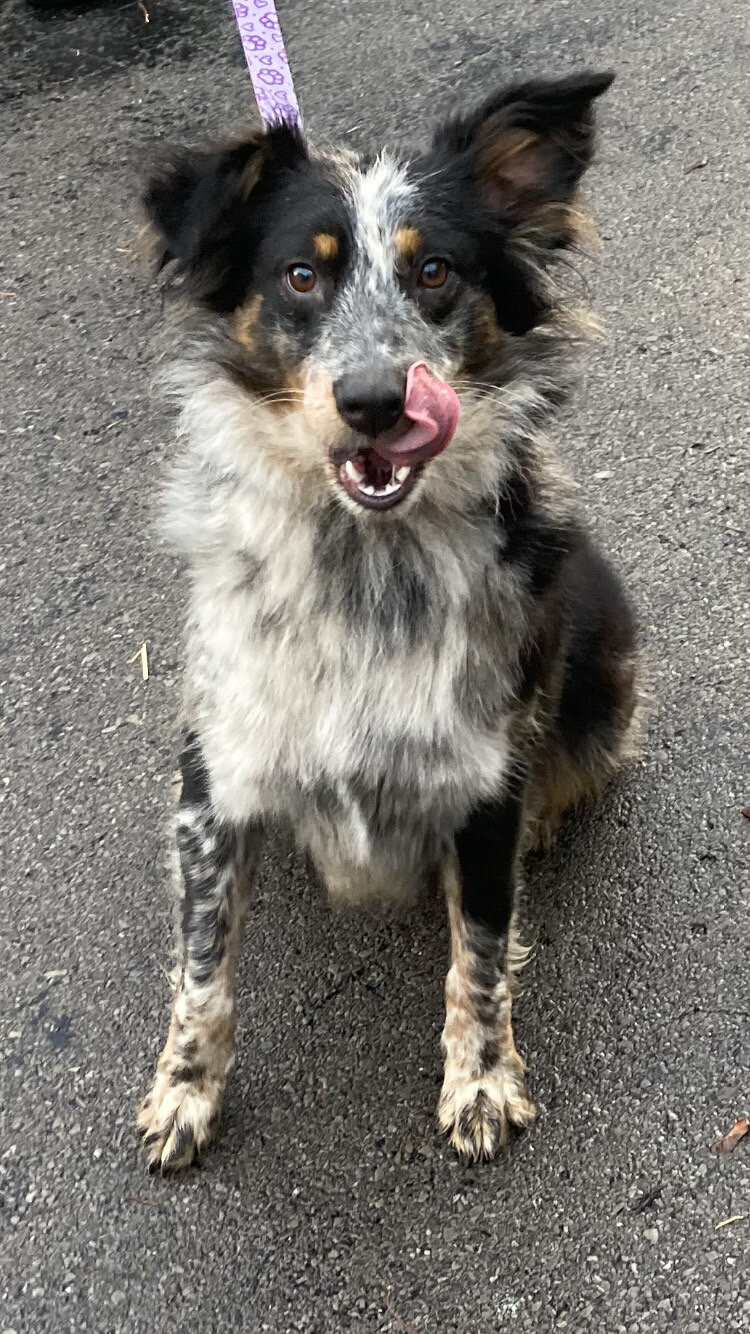 Australian Shepherd image 1